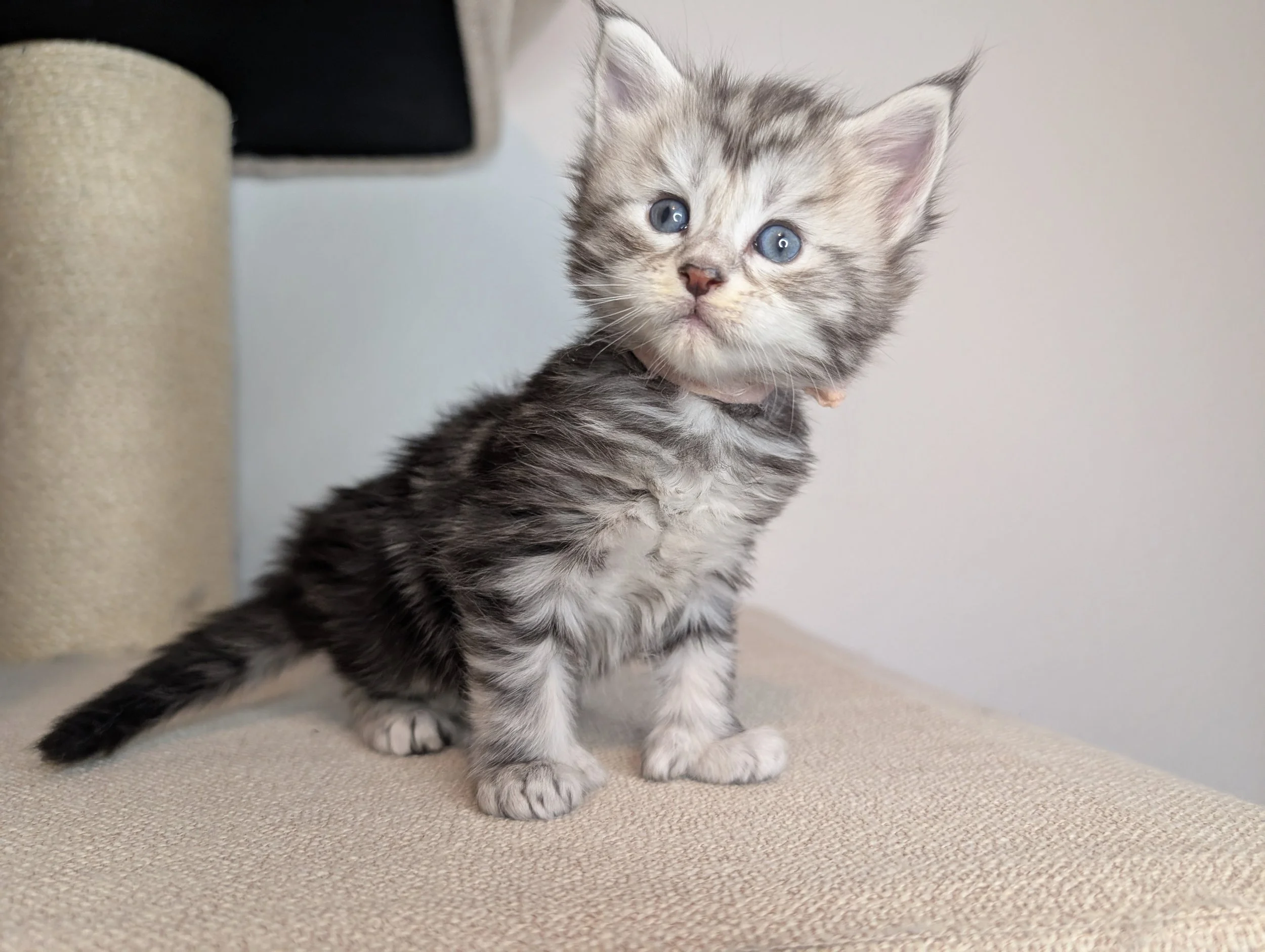 AVAILABLE: Salsa - Black brown silver tabby girl, poly