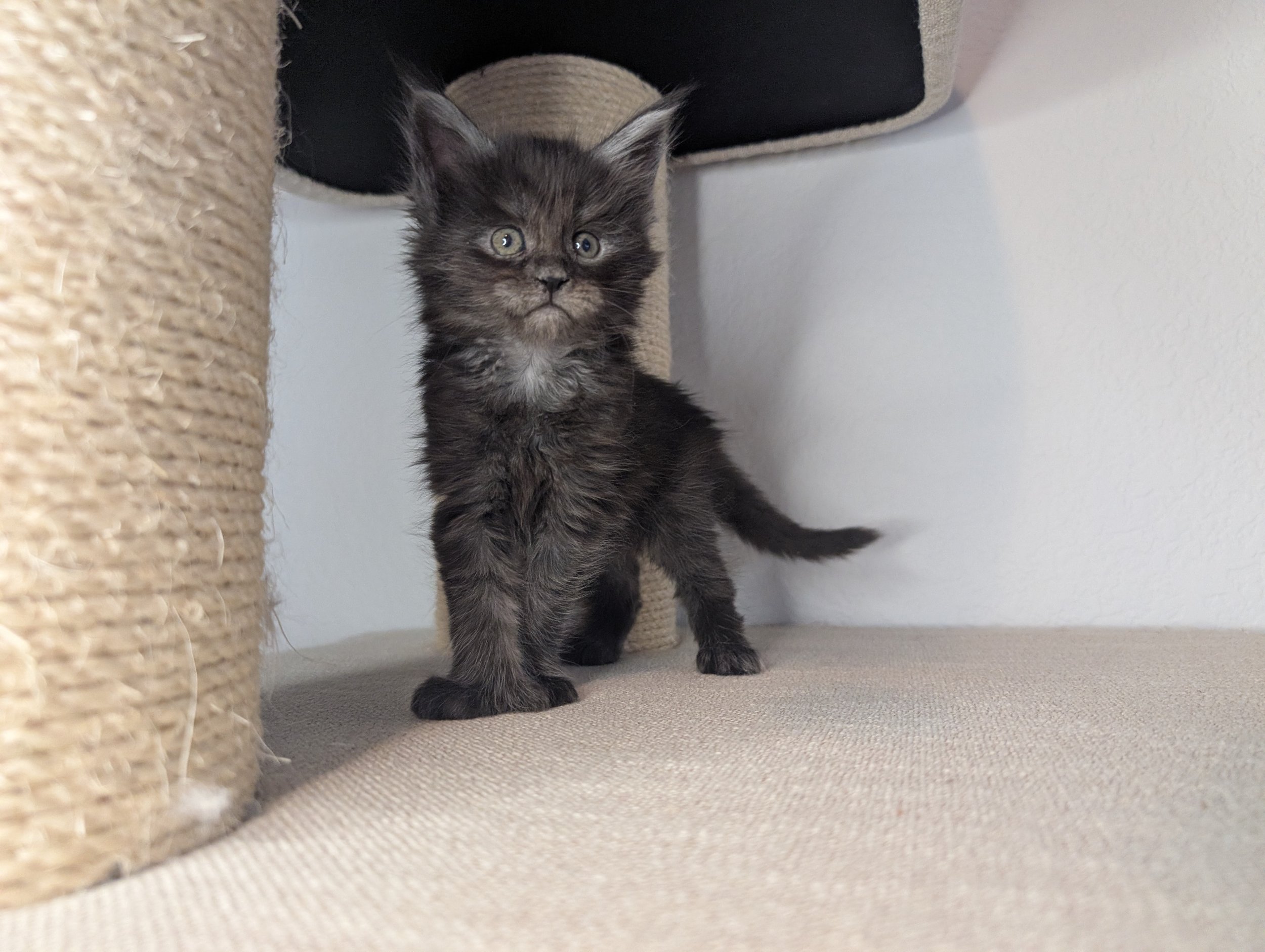 Horchata - Black smoke girl, poly paws (reserved)