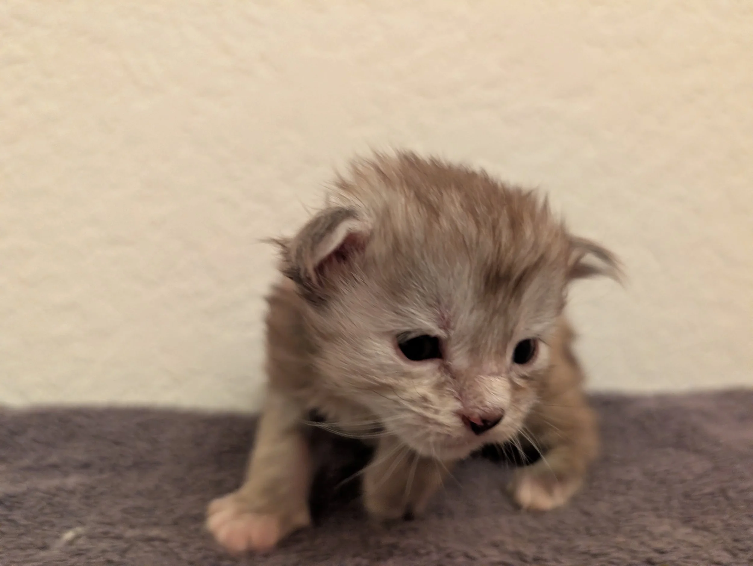 AVAILABLE: Yamaha - Brown silver torbie girl, normal paws