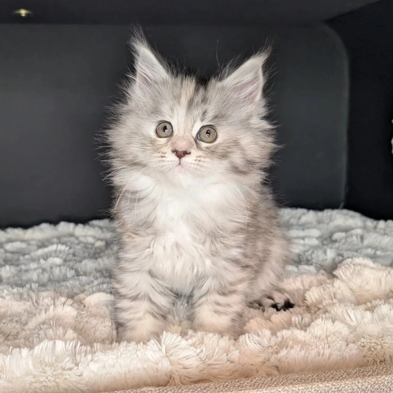 RESERVED - Star - Blue silver torbie polydactyl girl