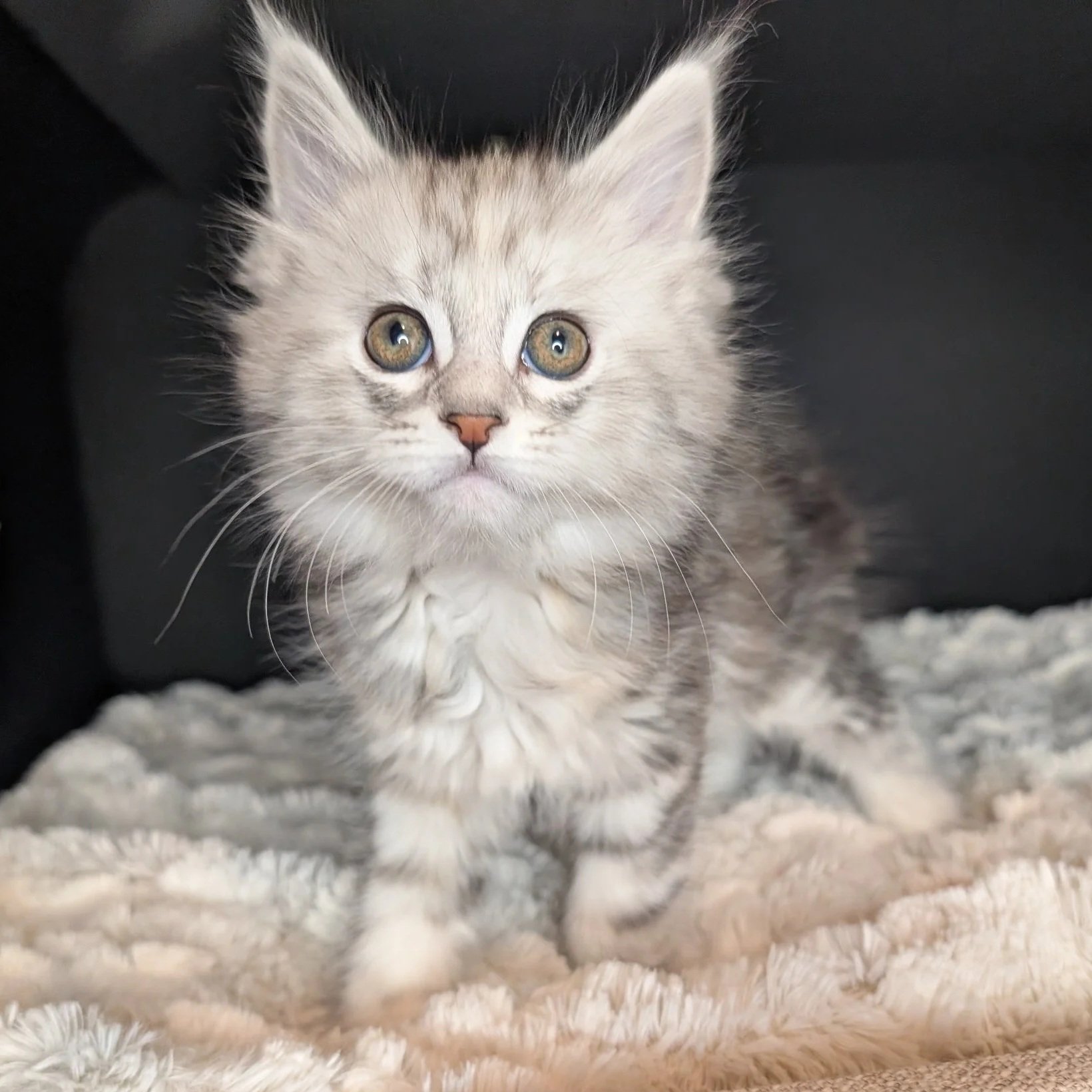 AVAILABLE - Mistletoe - Blue silver torbie polydactyl girl