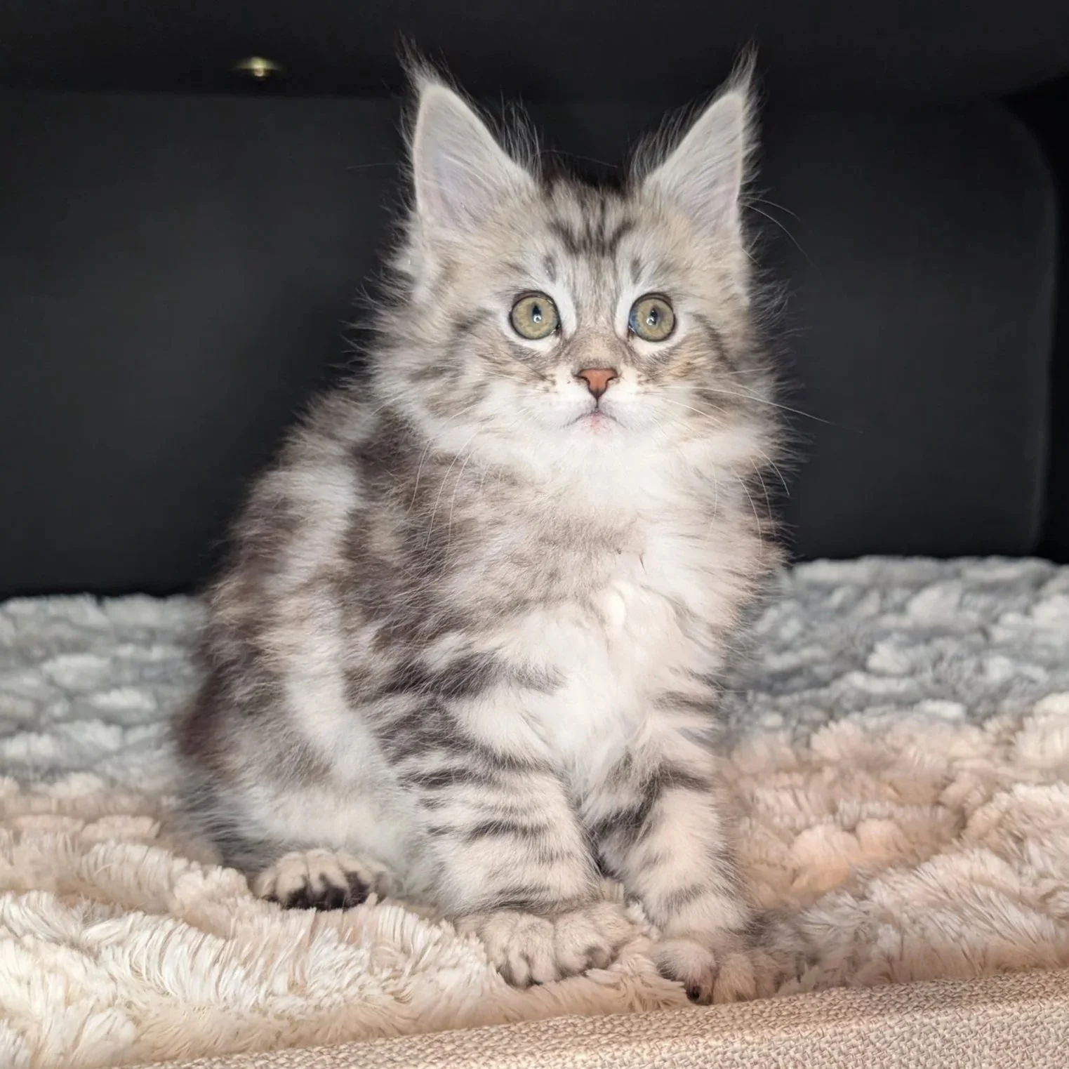 RESERVED - Myrrh - Black brown classic tabby polydactyl boy 