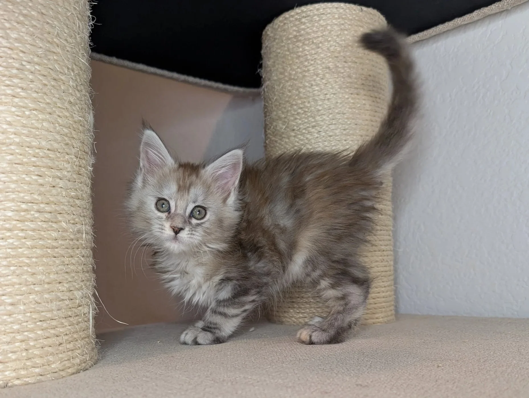 Yamaha - Brown silver torbie girl   AVAILABLE