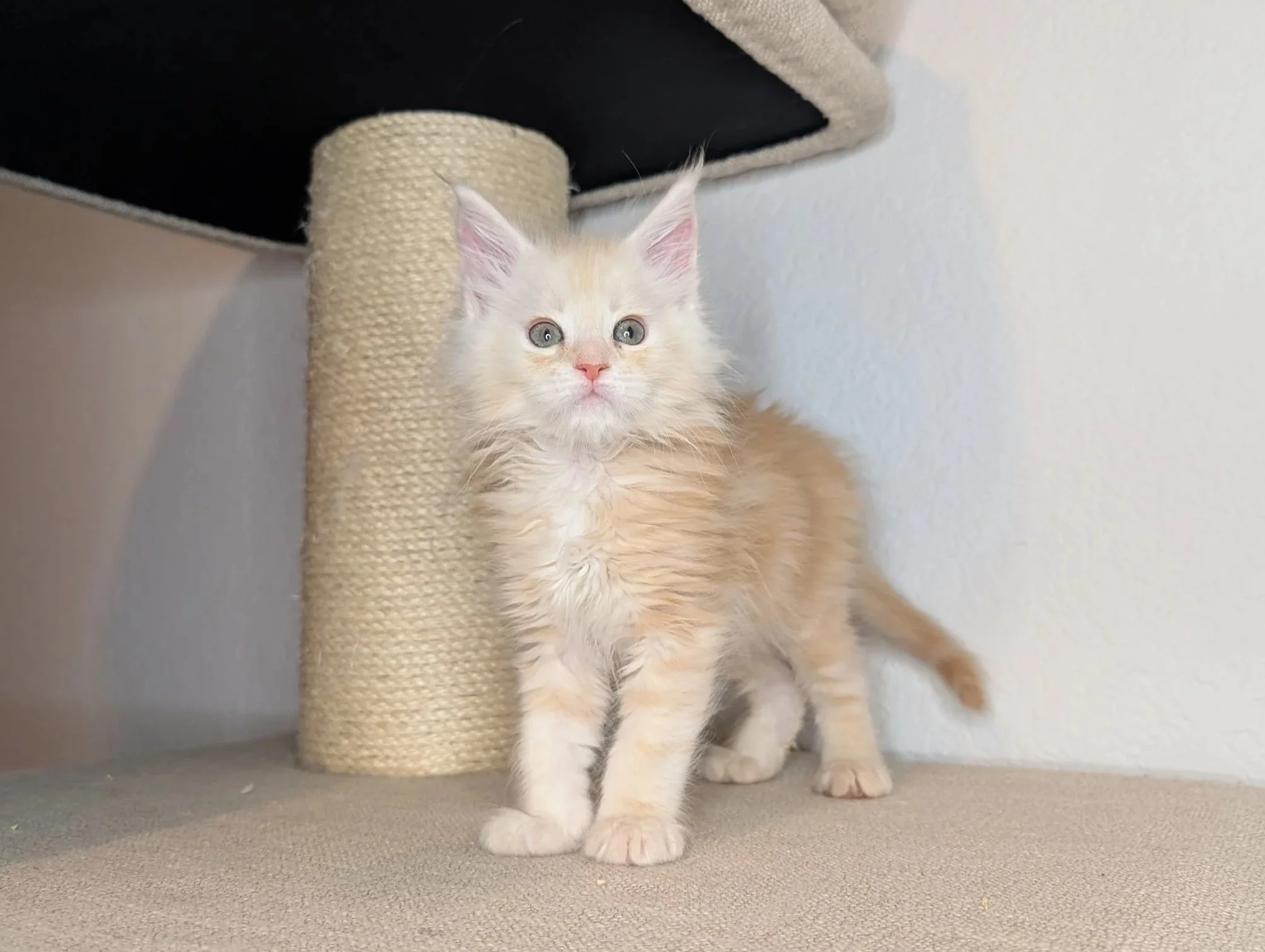 DeWalt - Red silver classic tabby boy