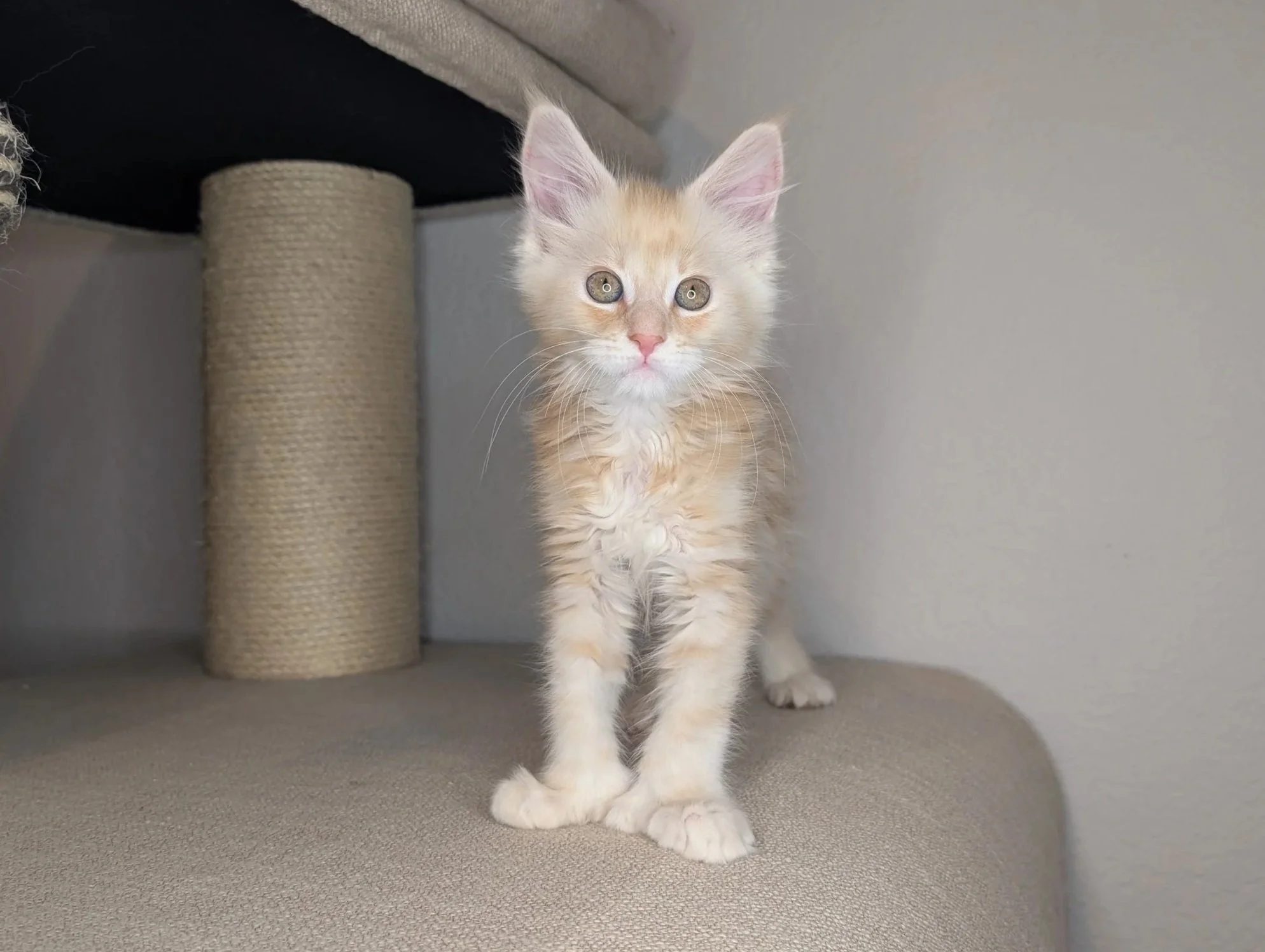 Poblano - Red silver classic tabby boy, poly