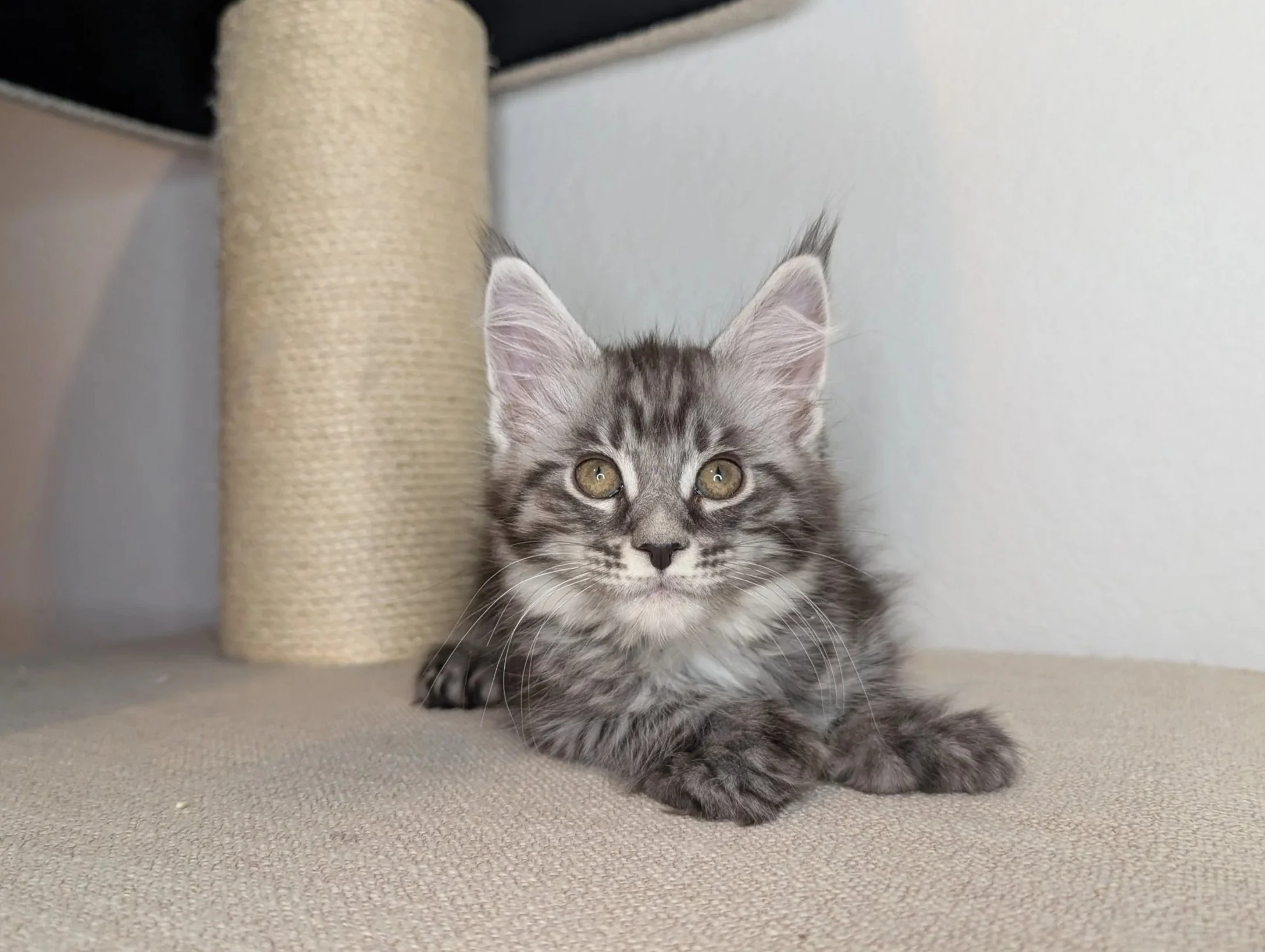 Grito - Black silver mackerel tabby boy, poly