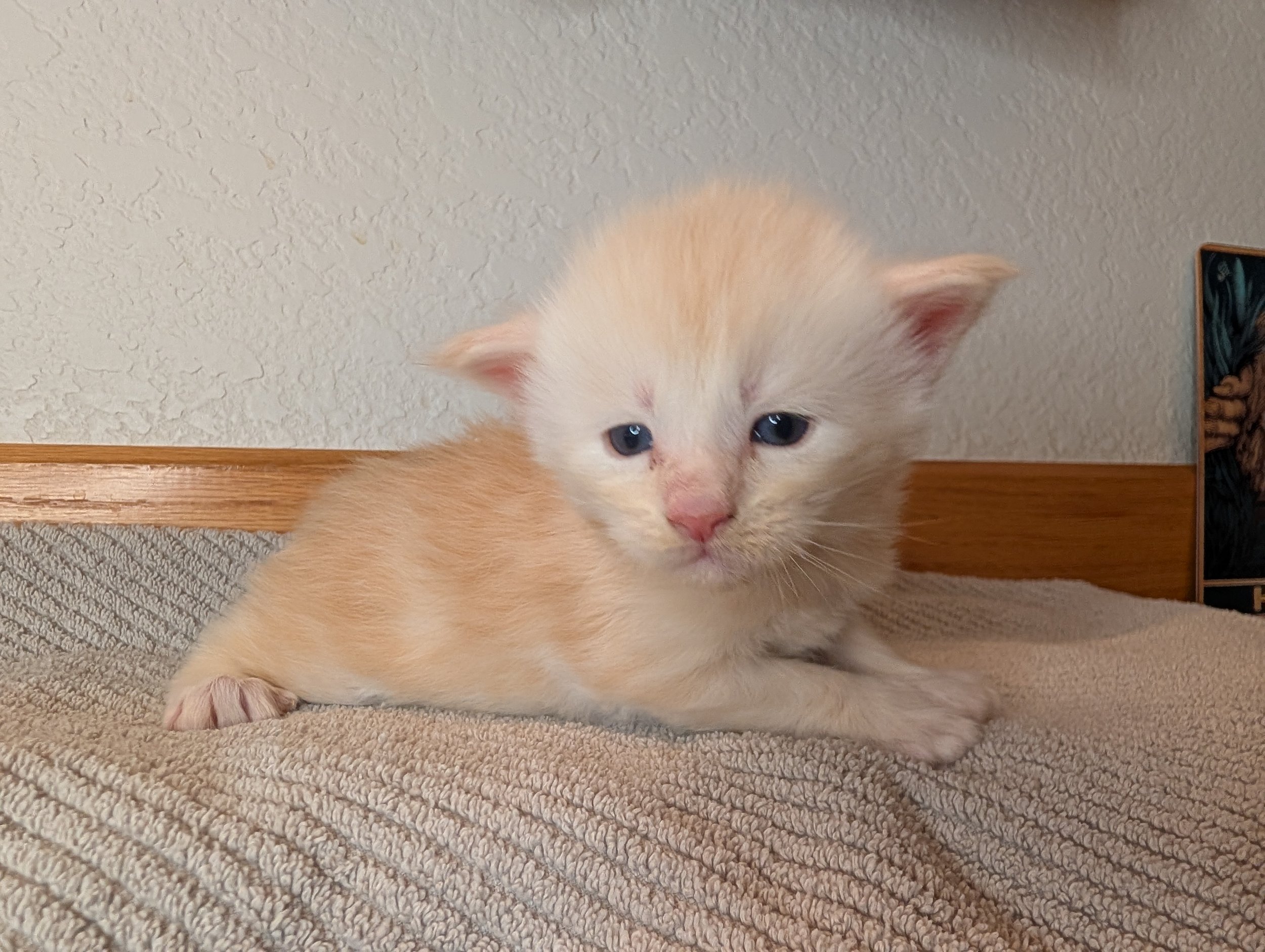 Jonagold - Cream silver tabby boy poly