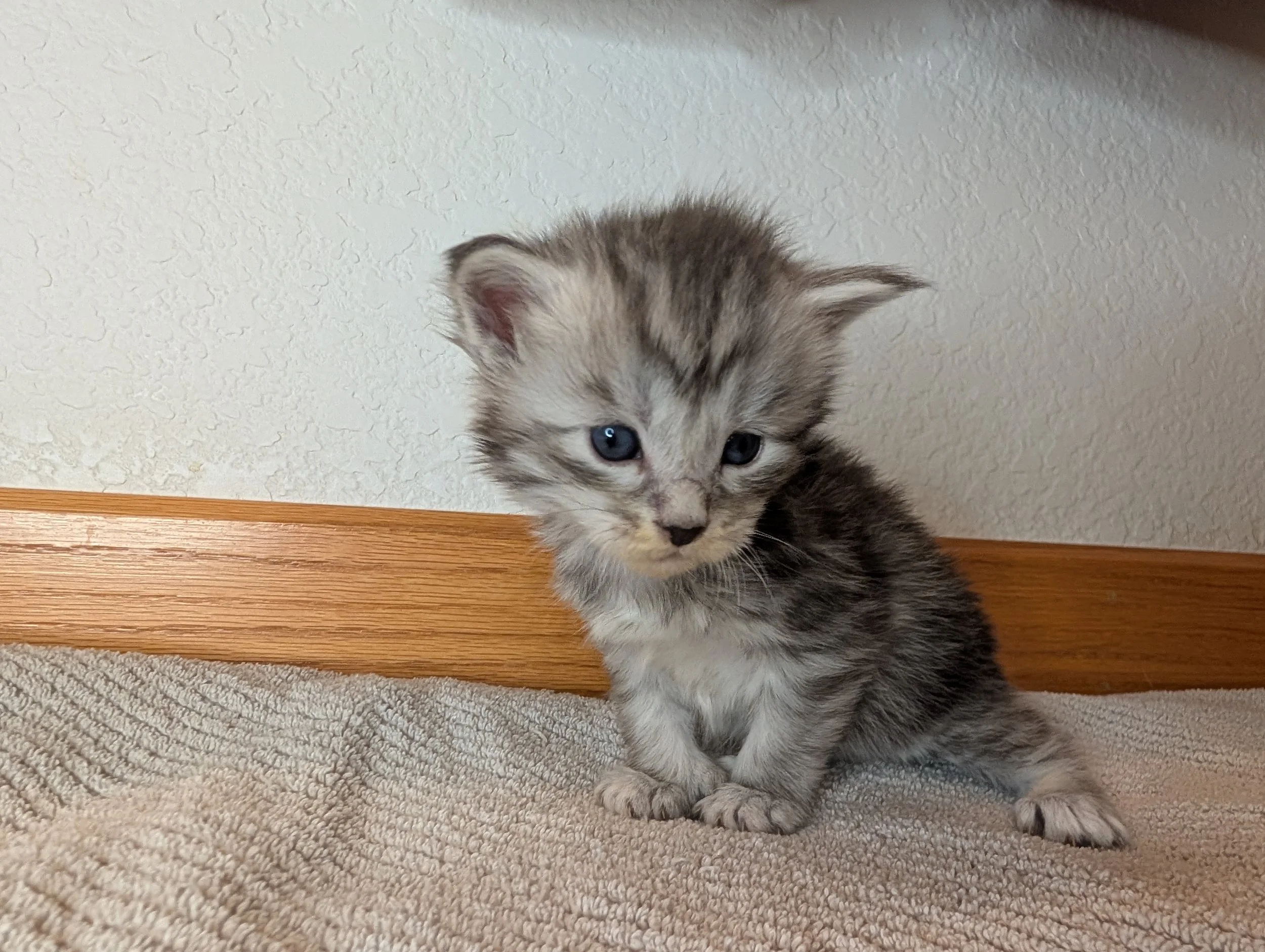 Baldwin - Black silver tabby boy poly
