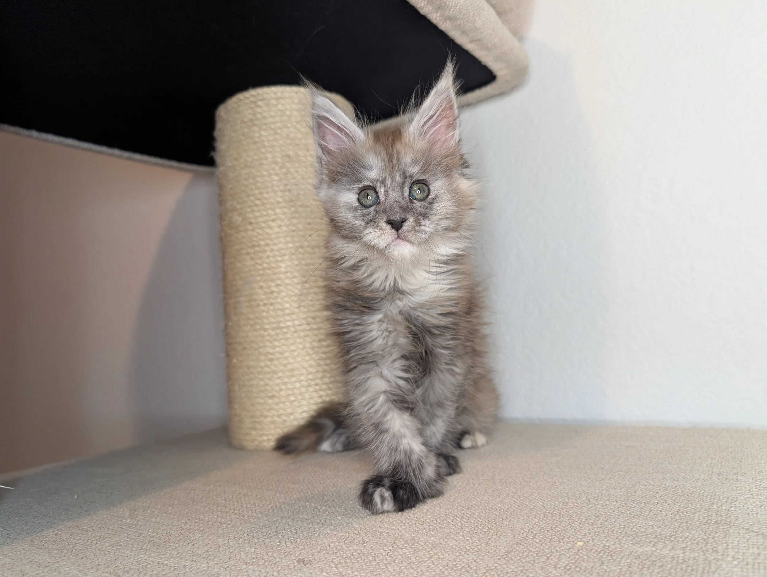 Ryobi - Brown silver torbie girl, poly   AVAILABLE