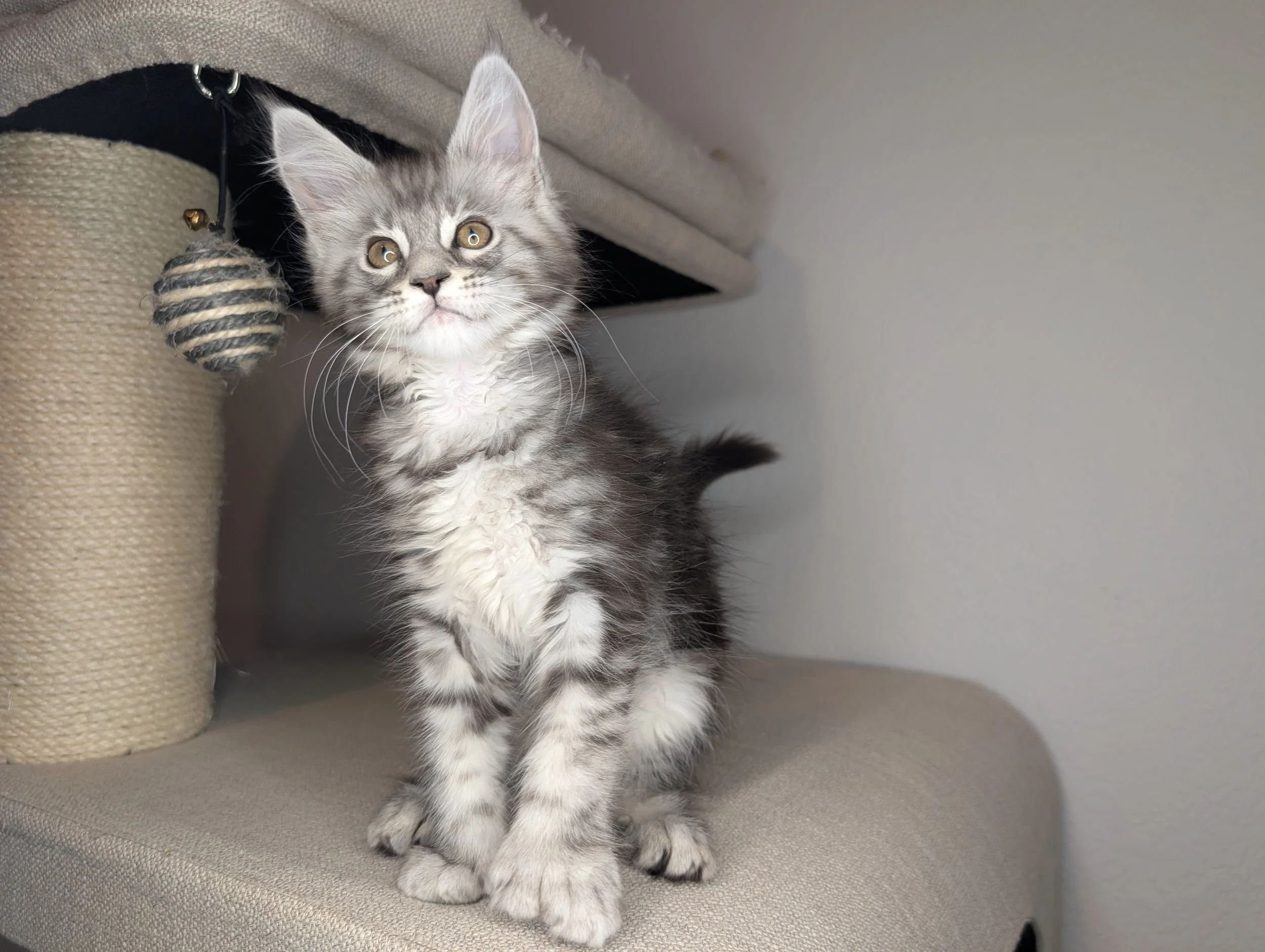Taco - Black silver classic tabby girl, poly.  AVAILABLE