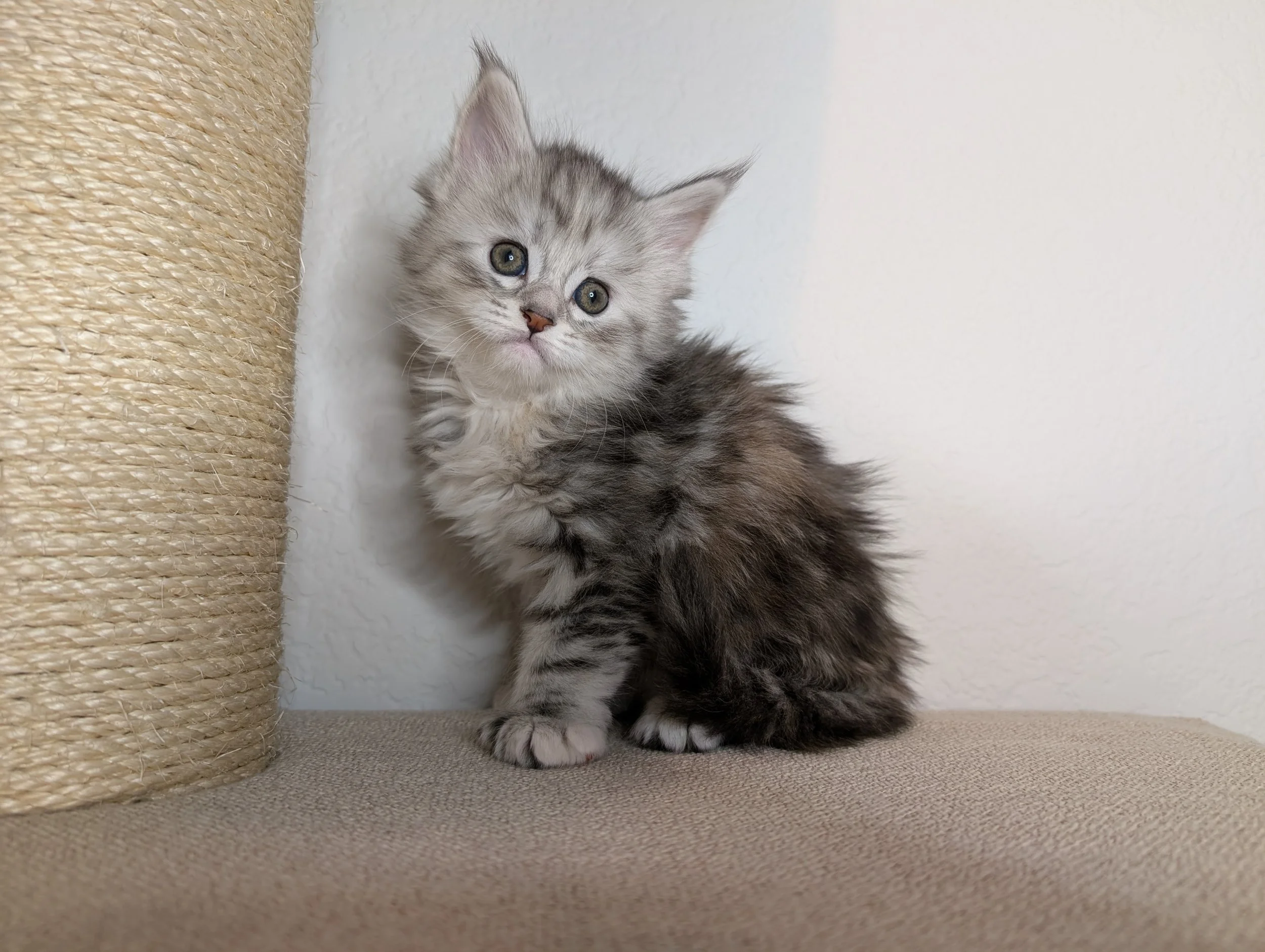 Mistletoe - Blue silver torbie girl 