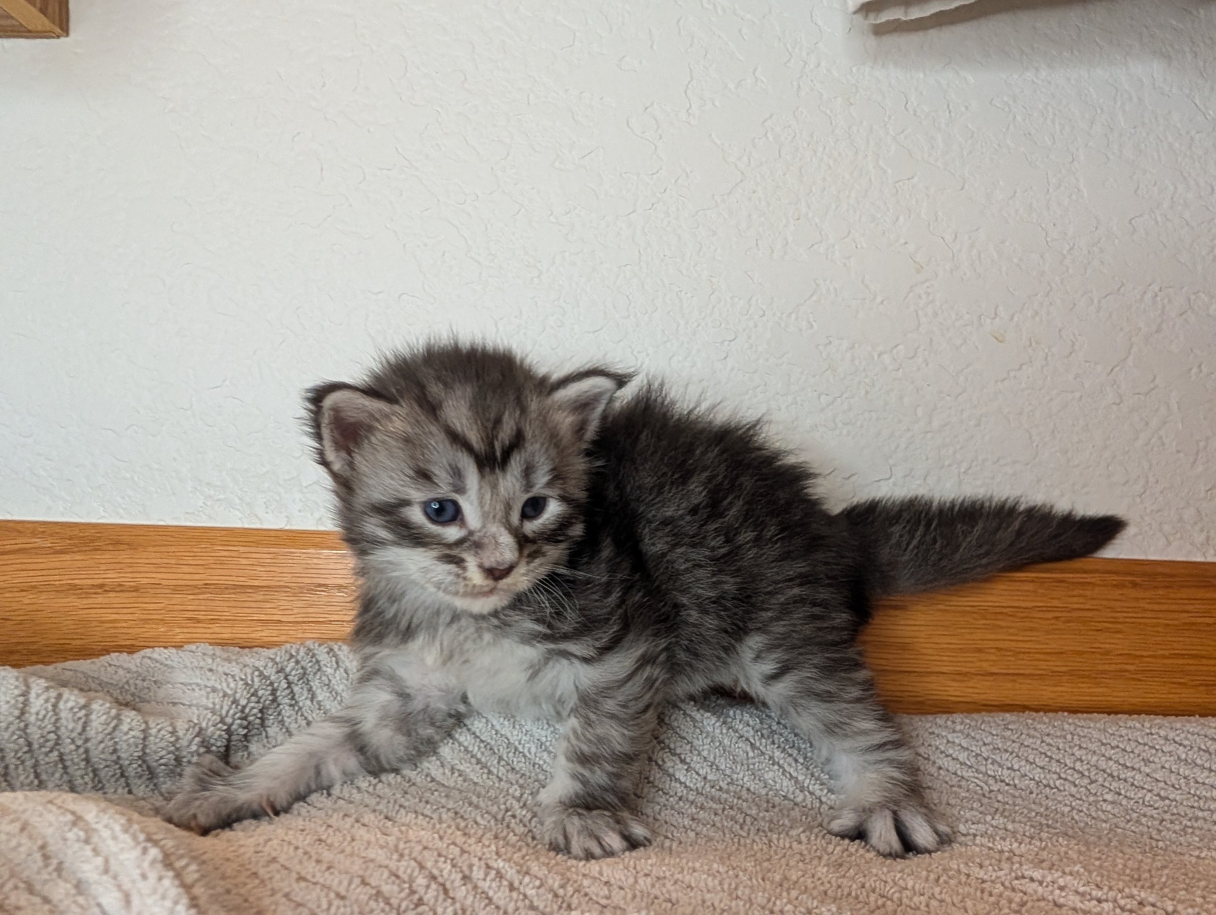 Gideon - Black silver tabby boy normal-paws