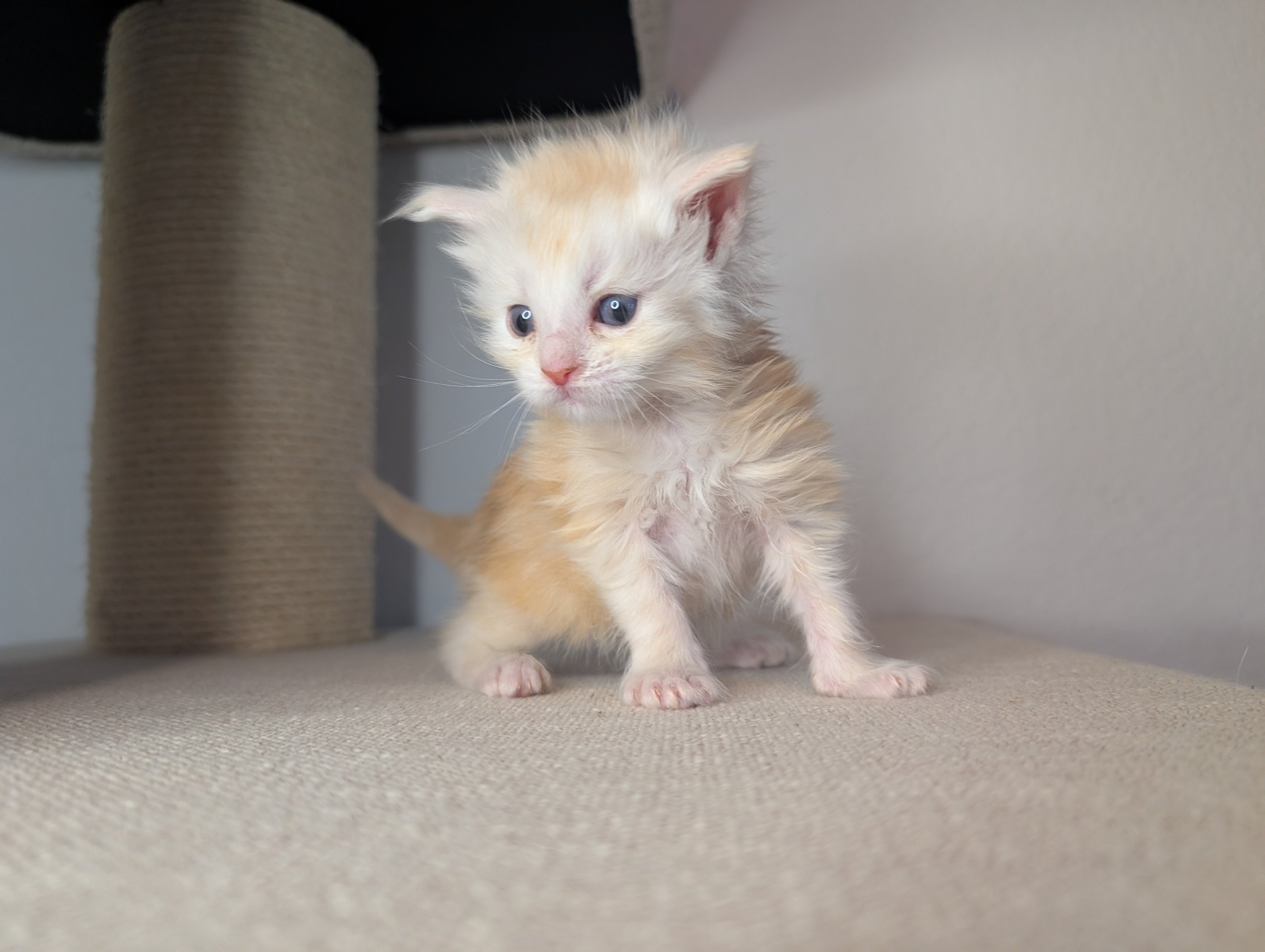 DeWalt - Red silver tabby boy, normal pawed (available)