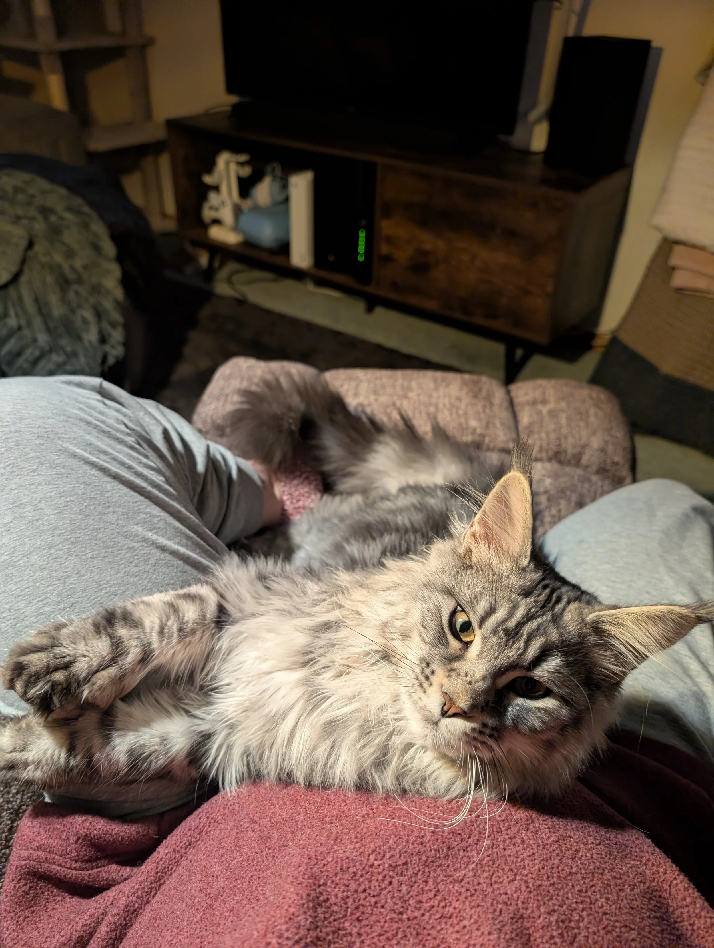 Ezekiel Maine Coon polydactyl kitten.