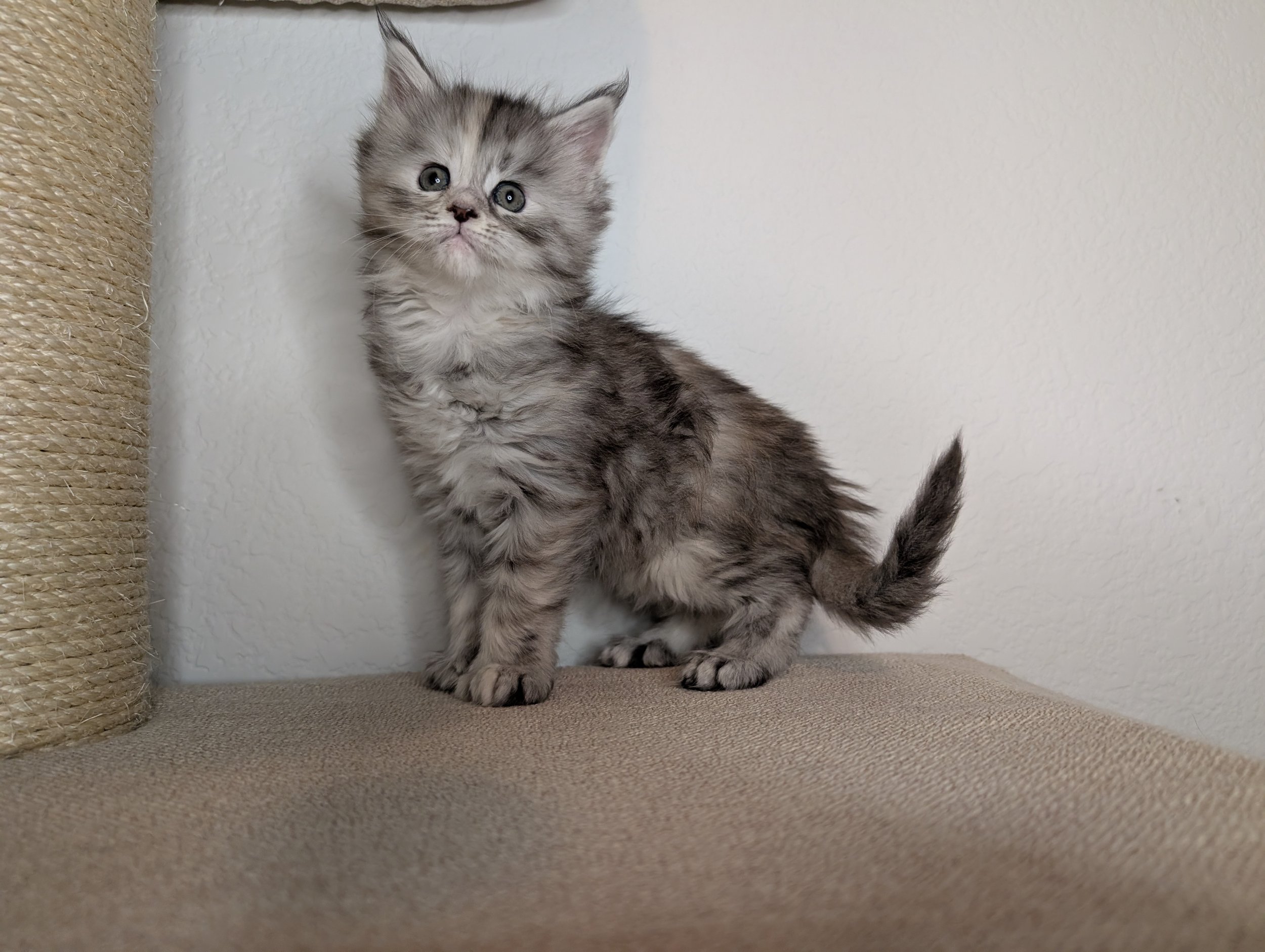 Star - Blue silver torbie girl
