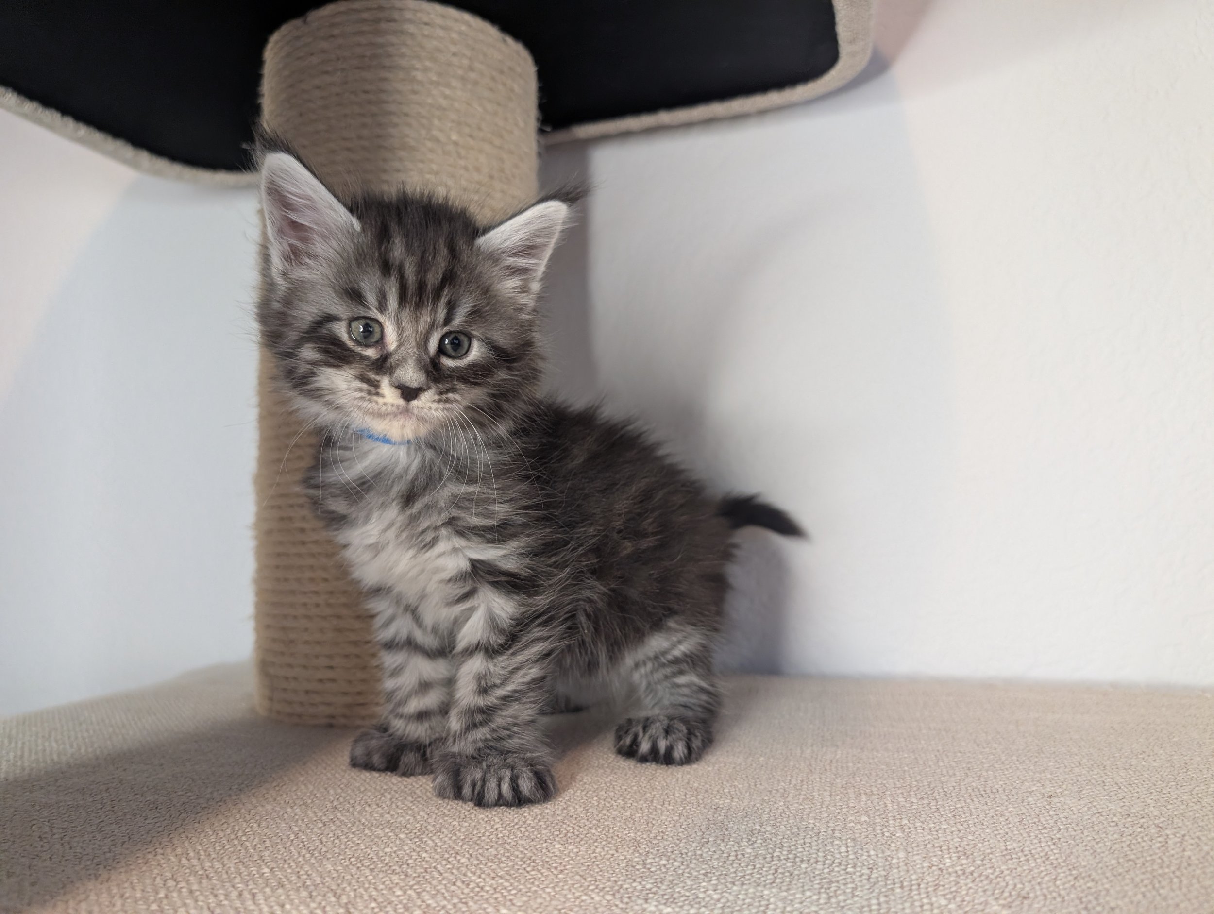 Grito - Black brown silver mackerel tabby boy, poly paws (reserved)