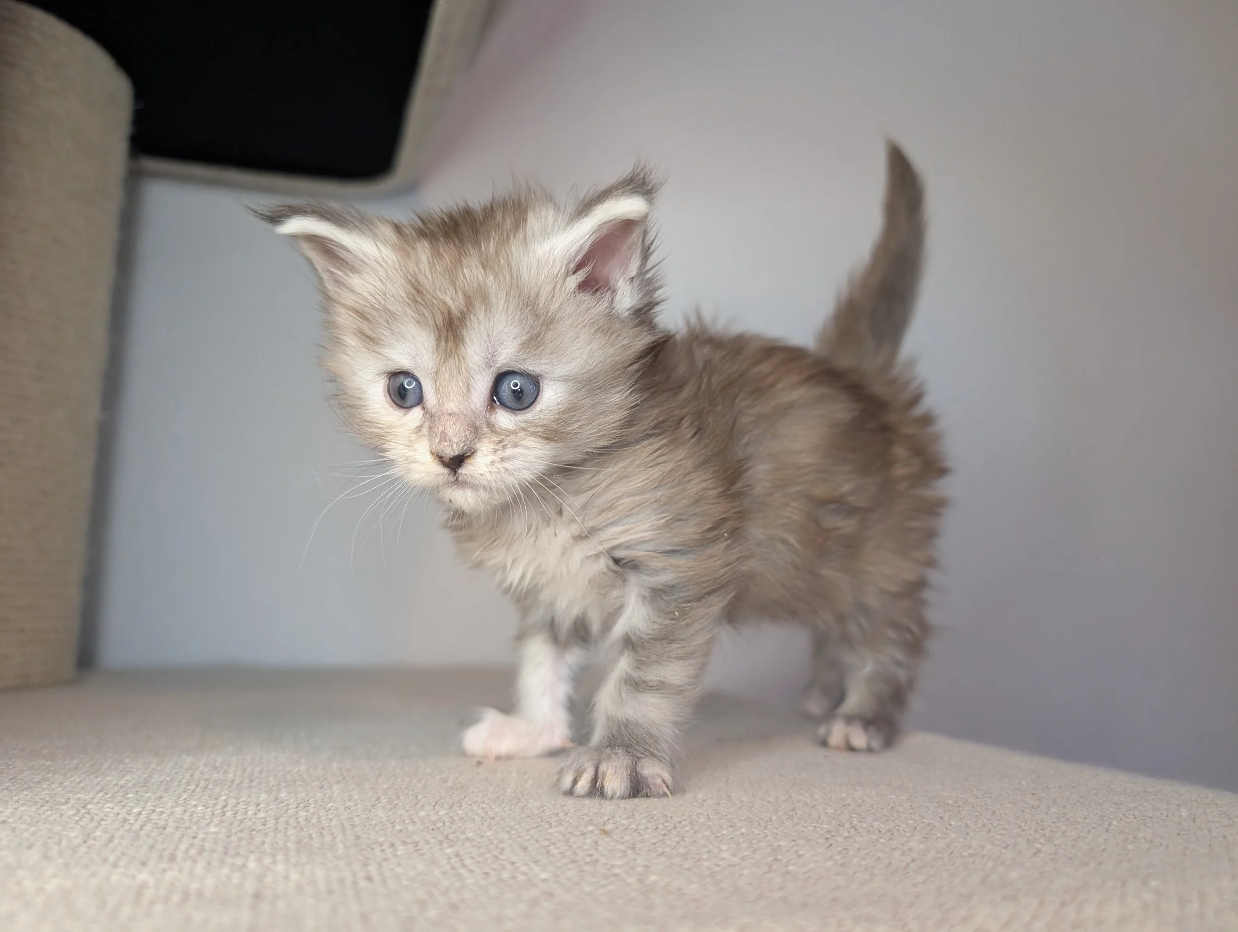 Yamaha - Brown silver torbie, normal pawed (available)