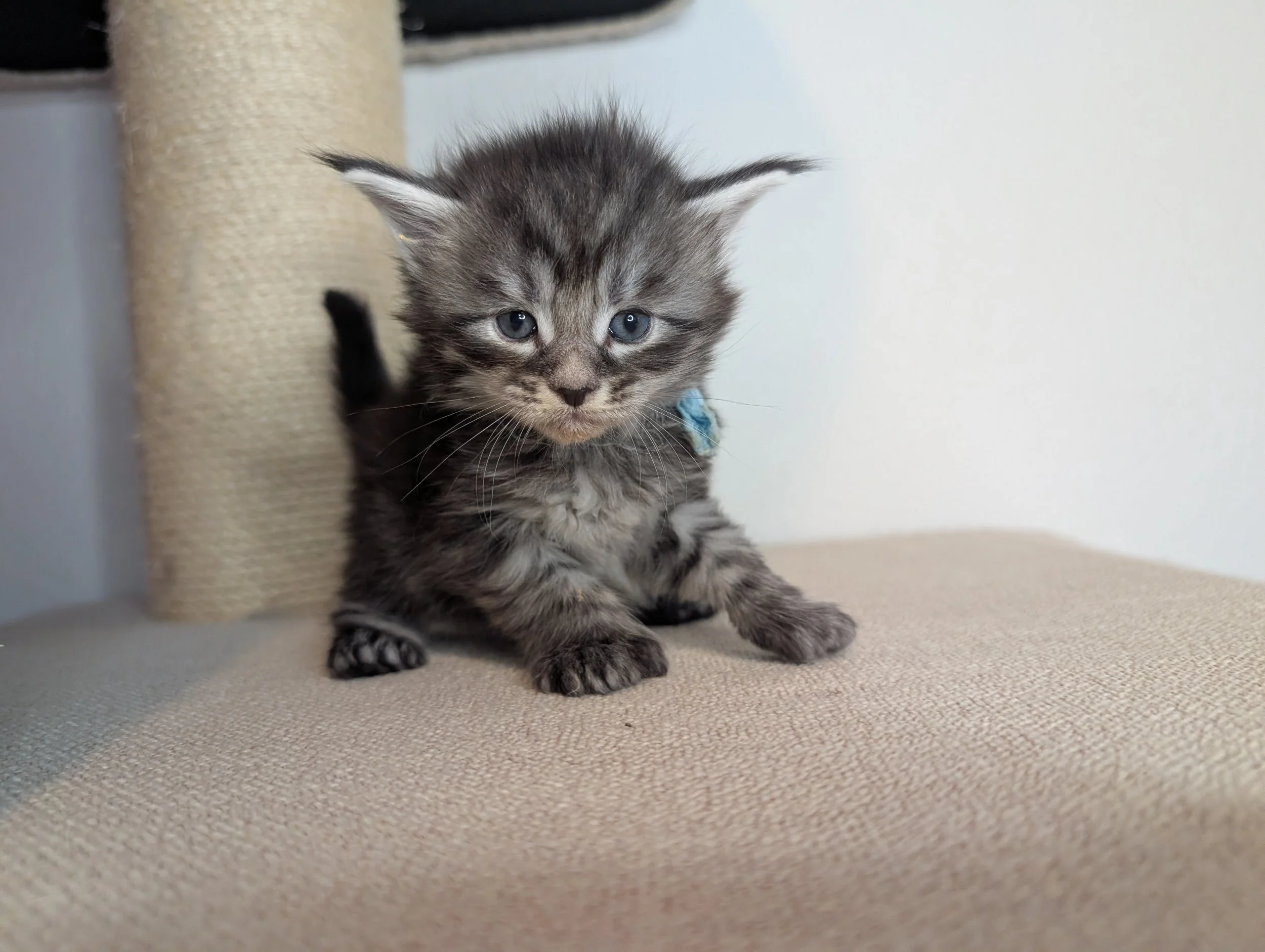 Reserved: Grito - Black brown silver tabby boy, poly