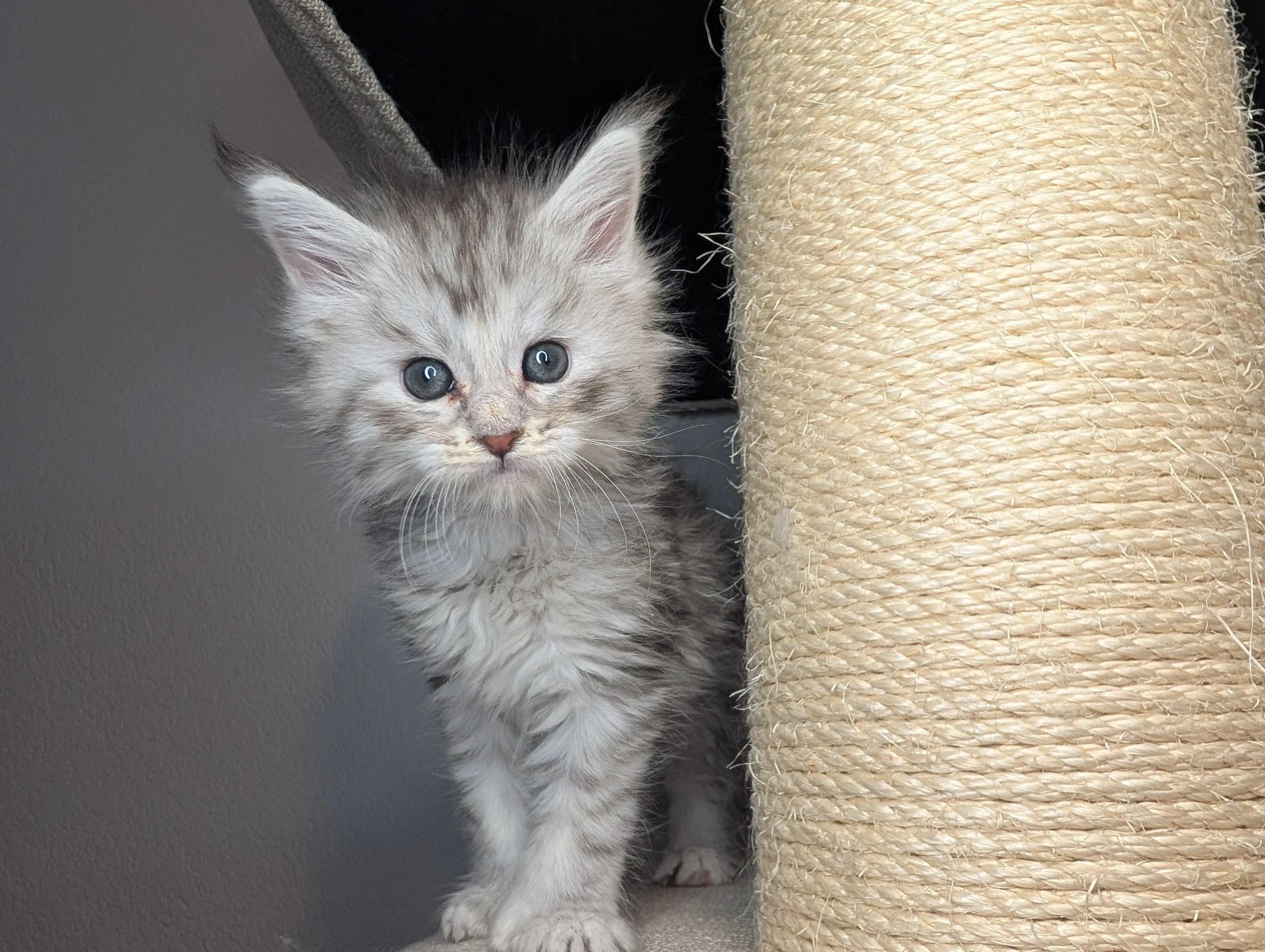Elote - Black brown silver mackerel tabby girl, poly paws (reserved)