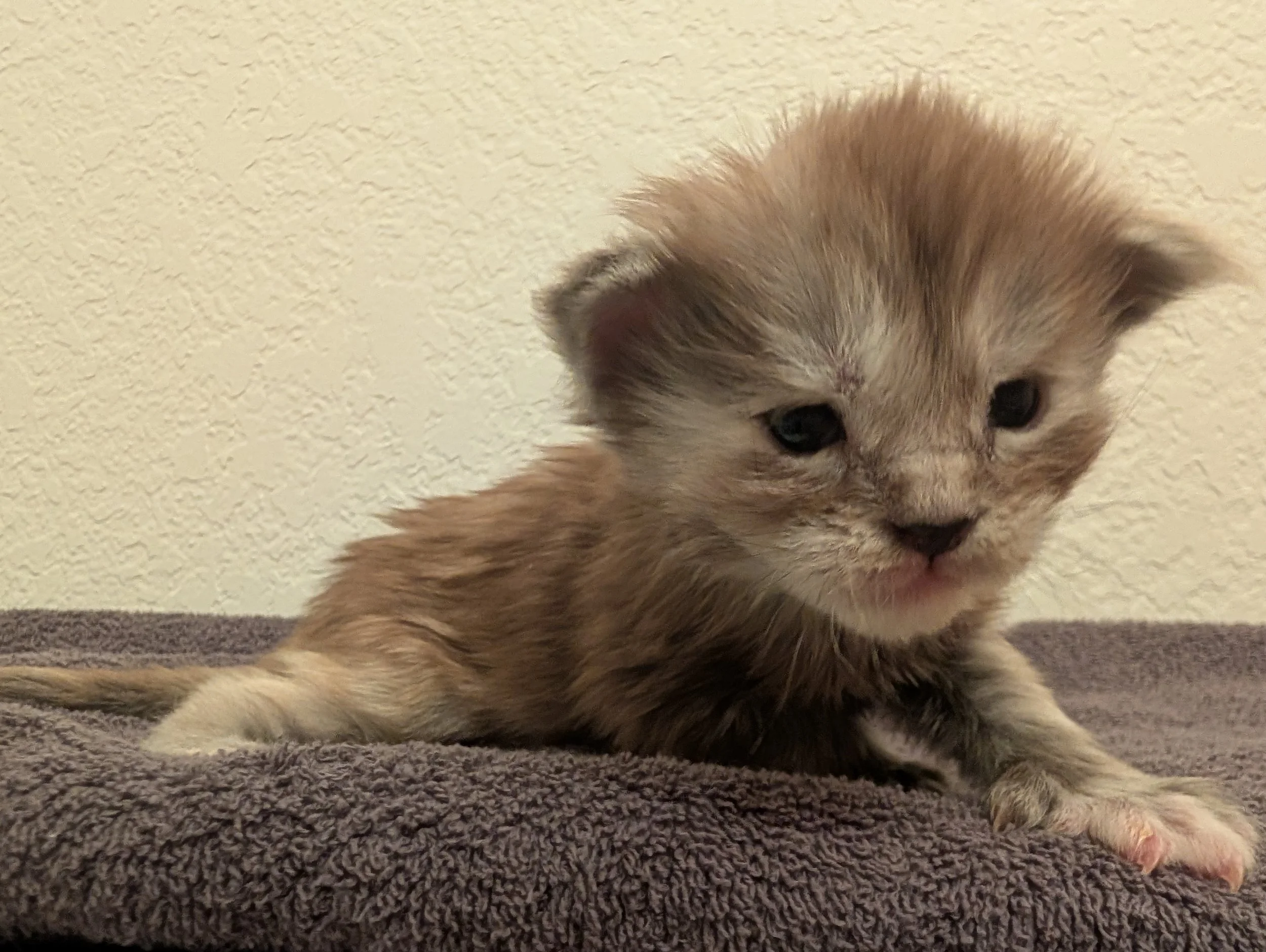 AVAILABLE: Ryobi - Brown silver torbie girl, poly