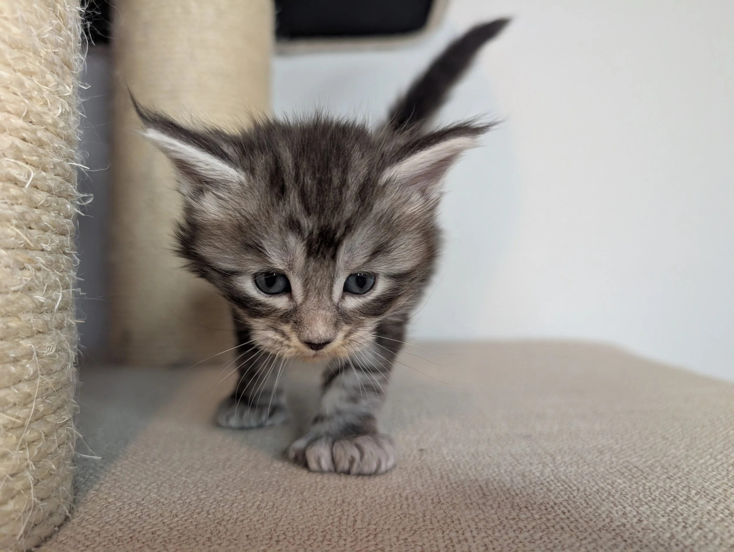 AVAILABLE: Taco - Black brown silver tabby girl, poly