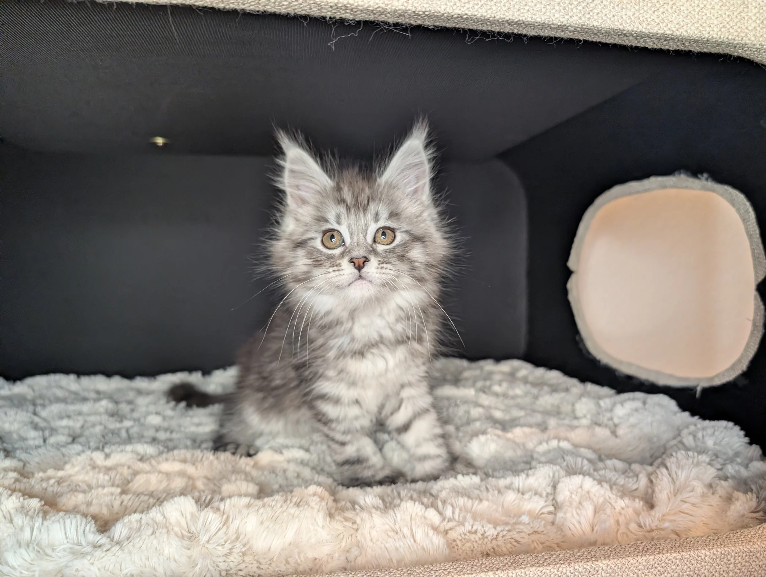 RESERVED - Angel - Black silver mackerel tabby polydactyl girl