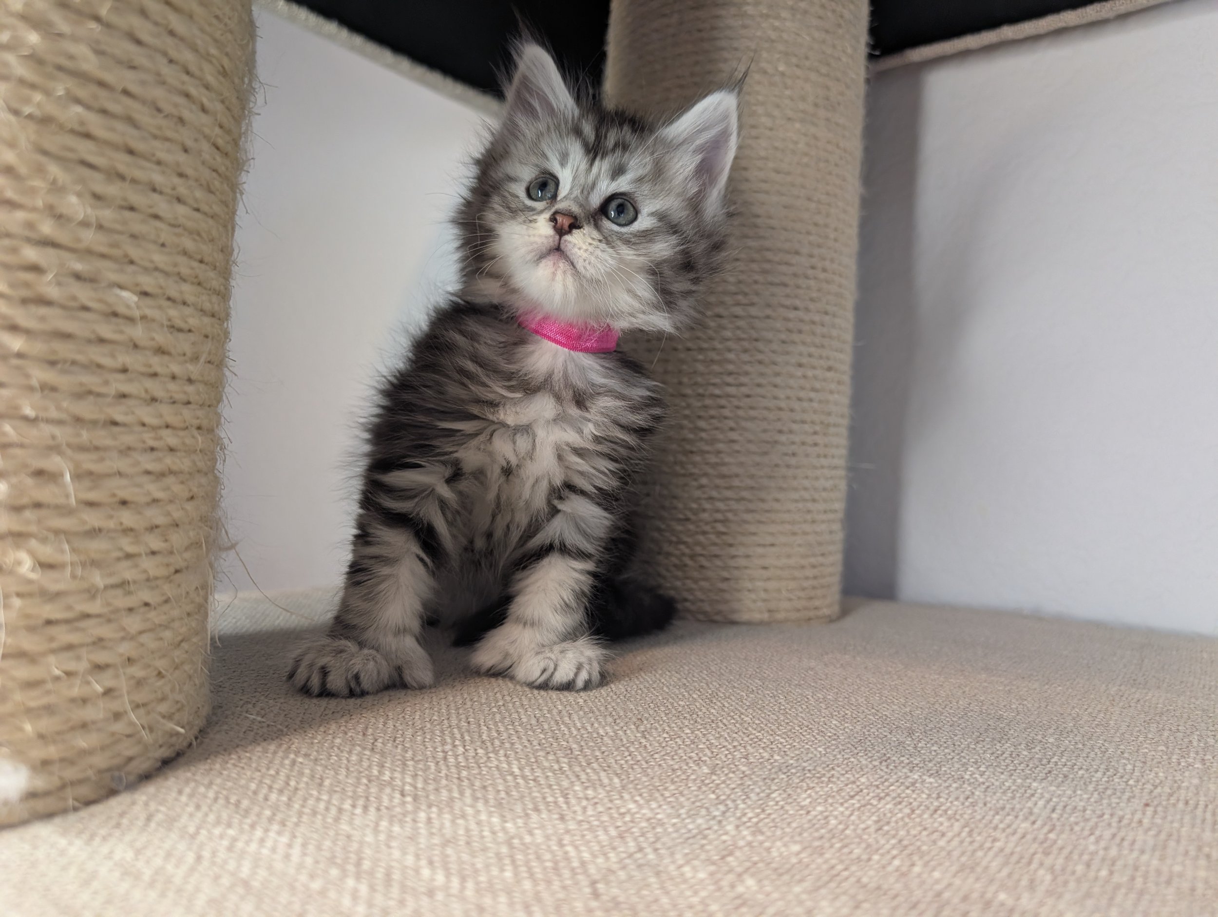Salsa - Black silver mackerel tabby girl, poly paws (reserved)