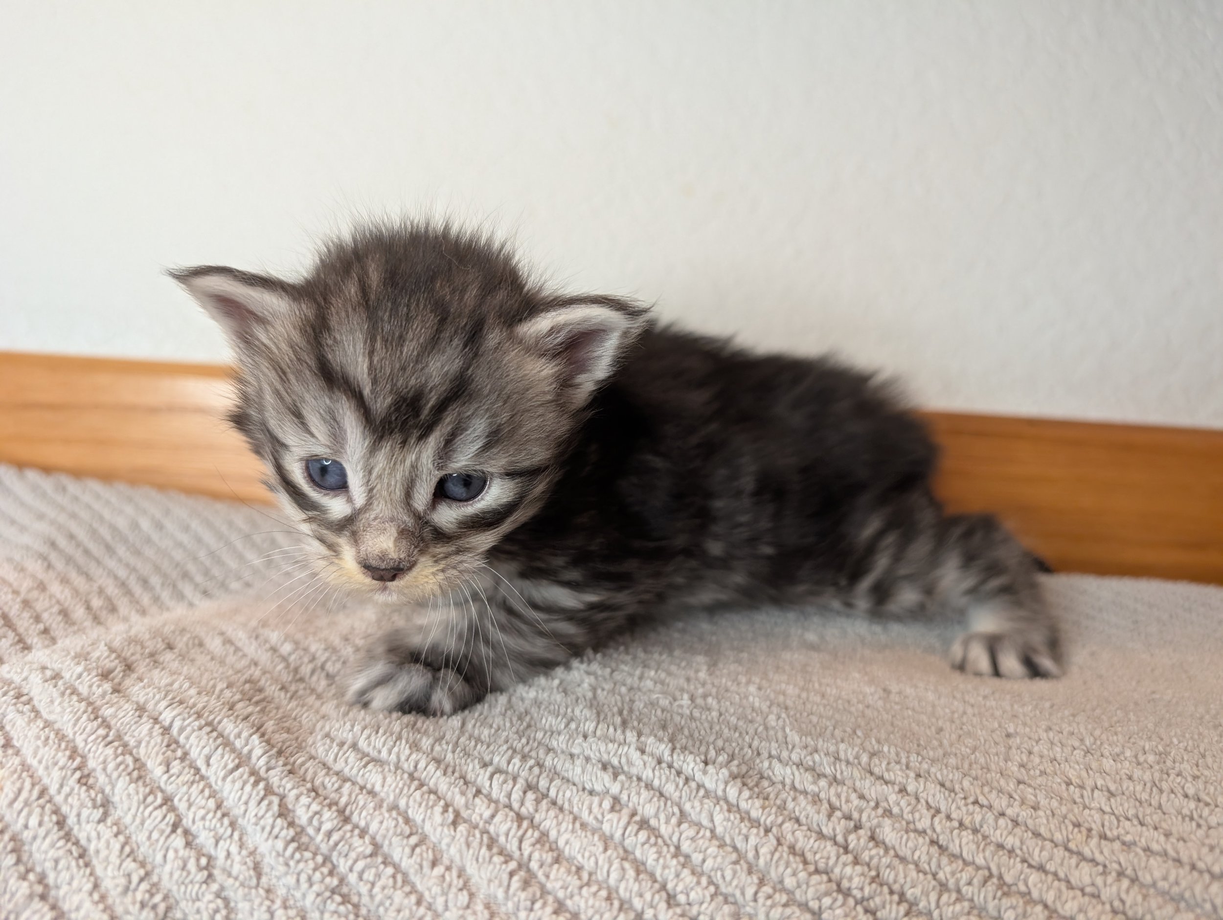 Braeburn - Black silver tabby boy poly