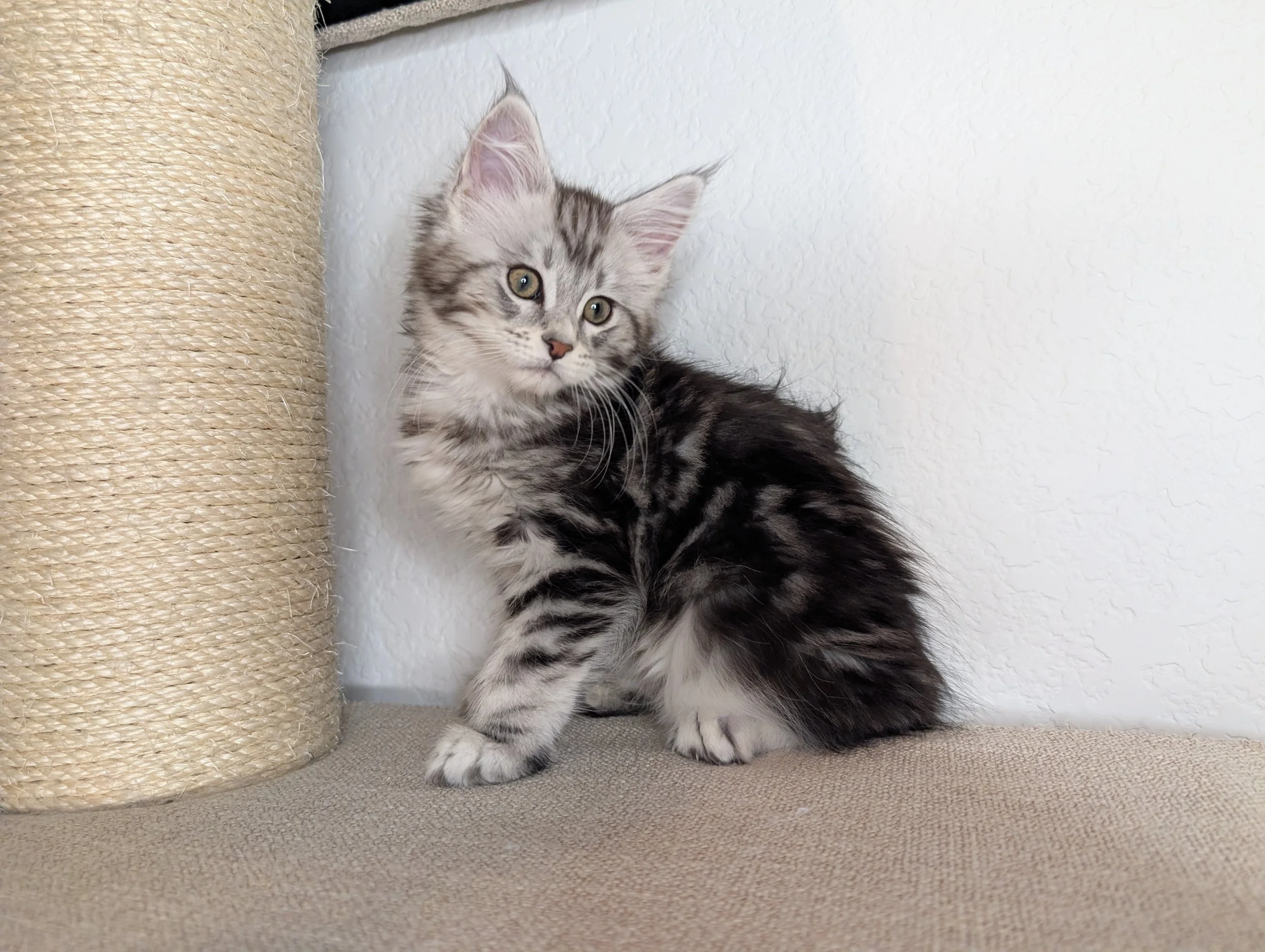Salsa - Black silver classic tabby girl