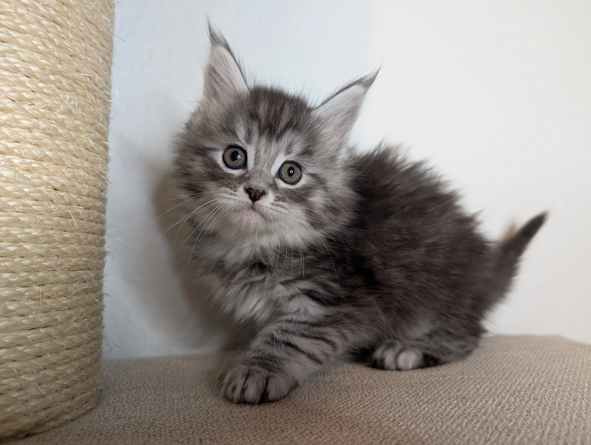 Angel - Black silver mackerel tabby girl