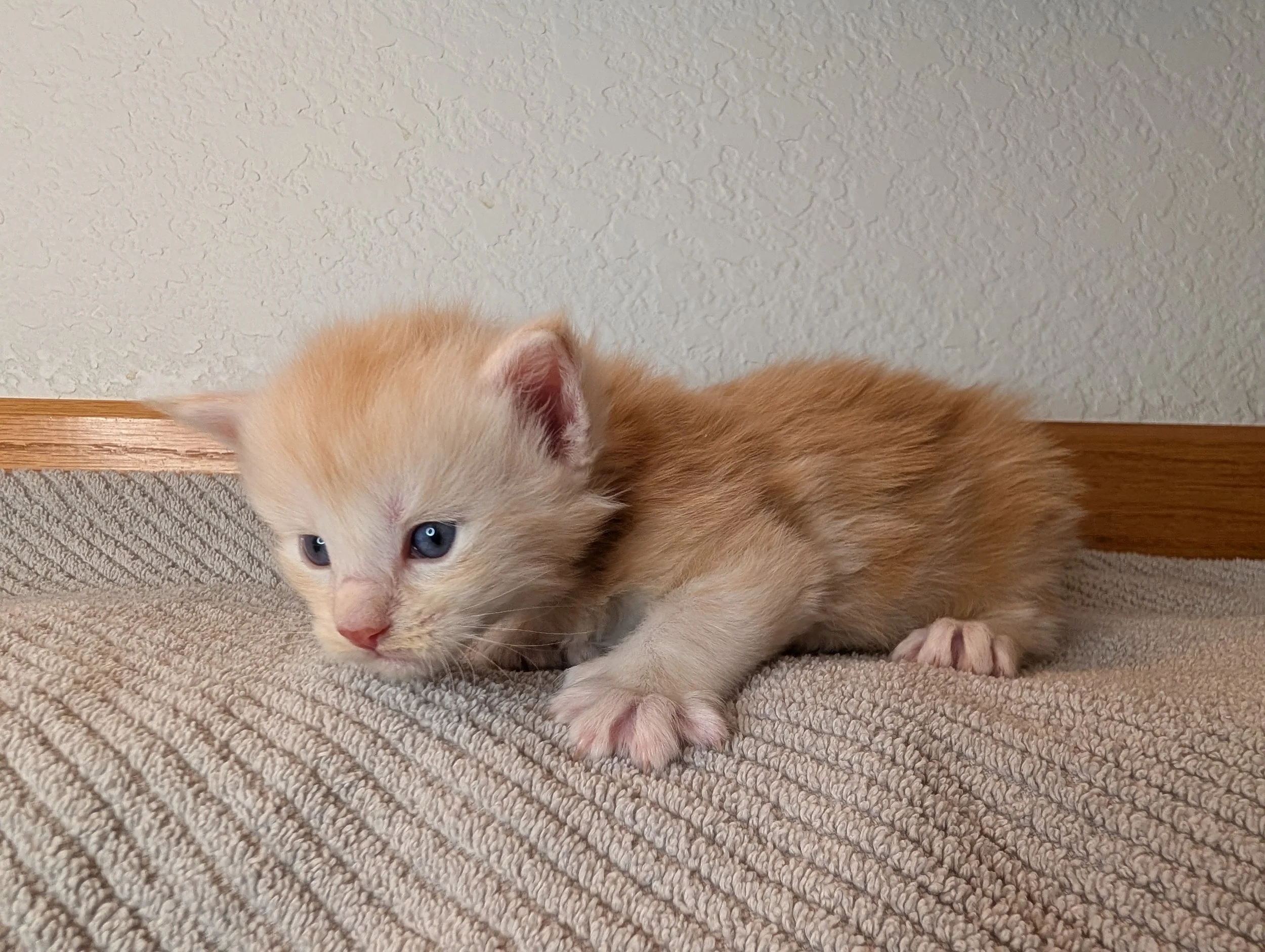McIntosh - Red silver tabby boy poly