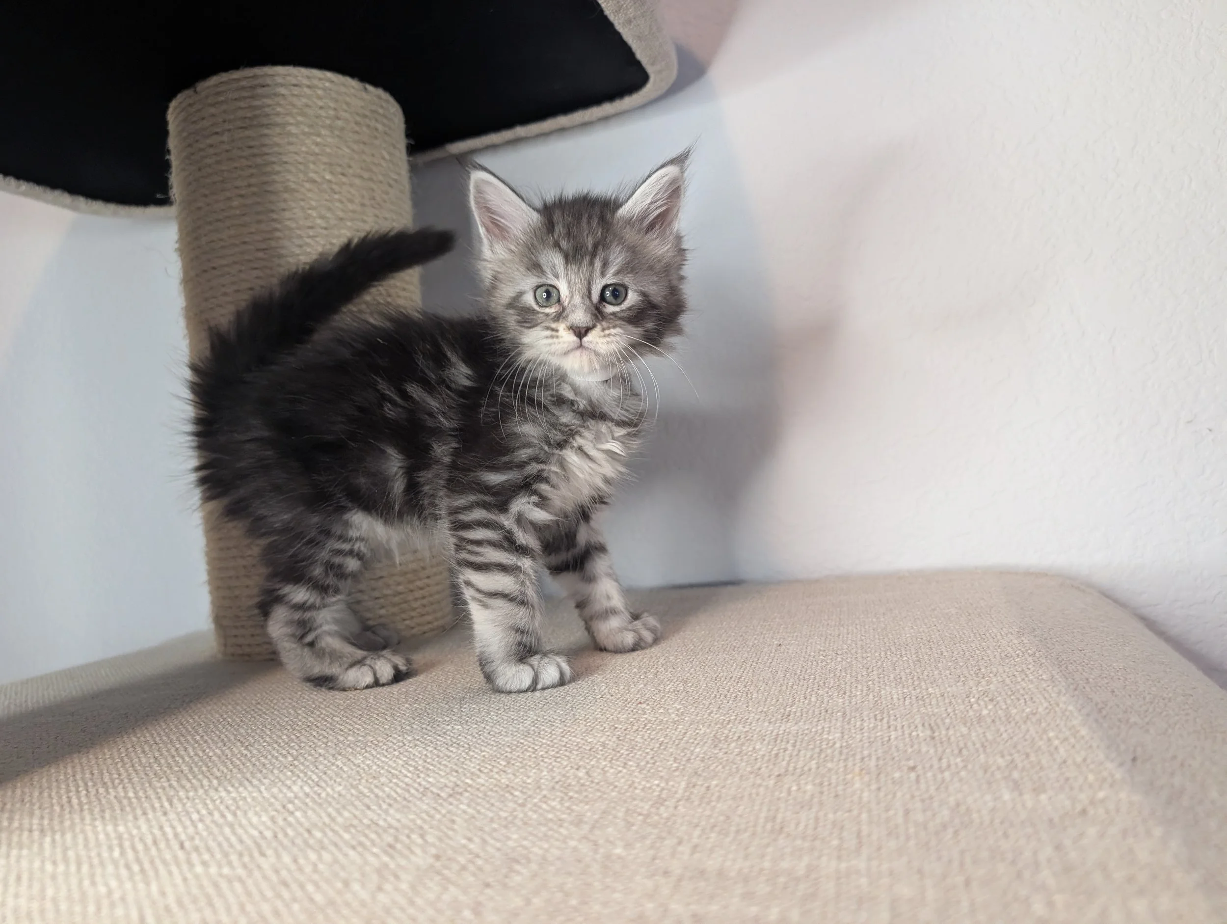 Taco - Black silver mackerel tabby girl, poly paws (reserved)