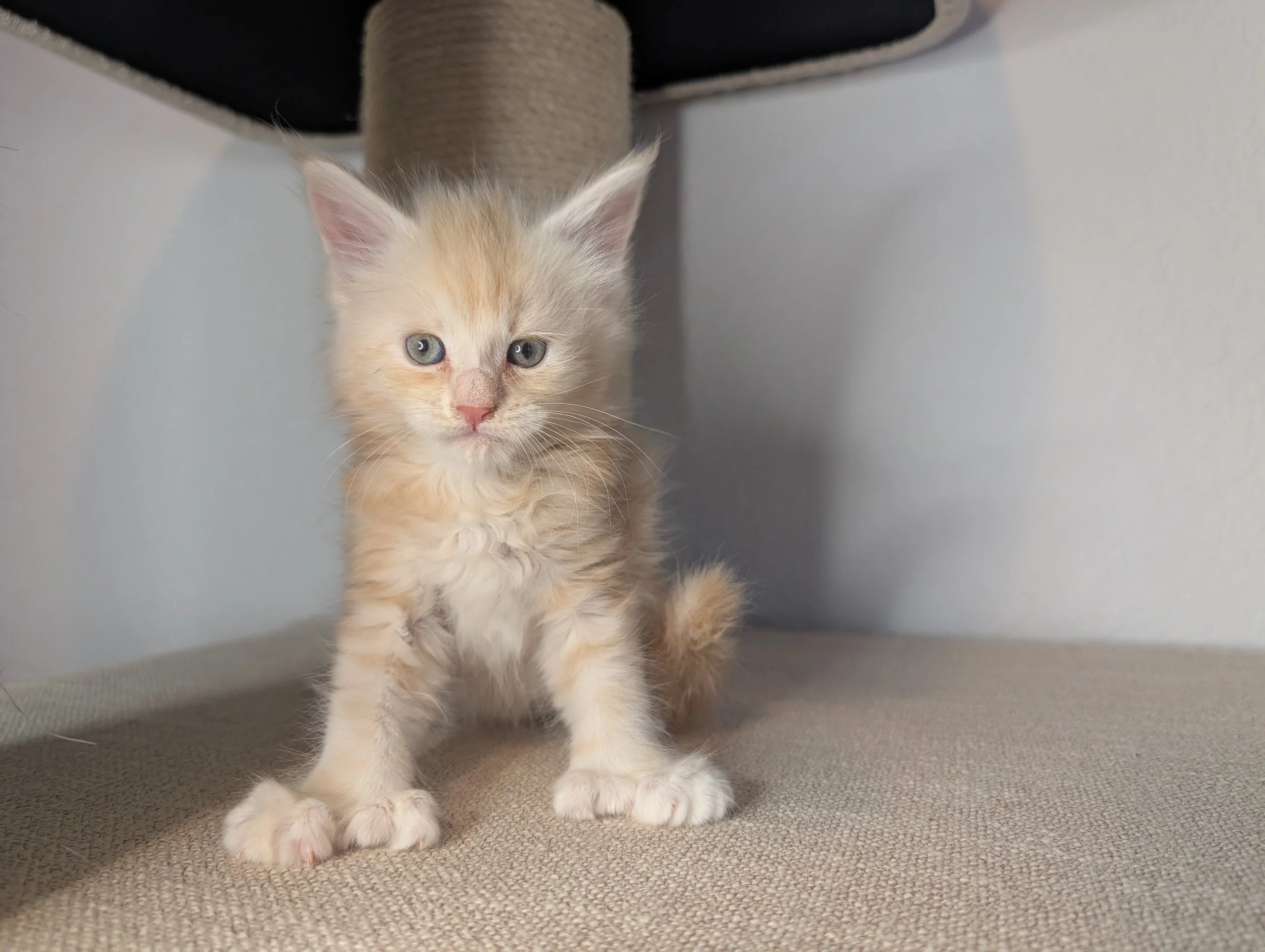 Poblano - Red silver tabby, poly paws (AVAILABLE)
