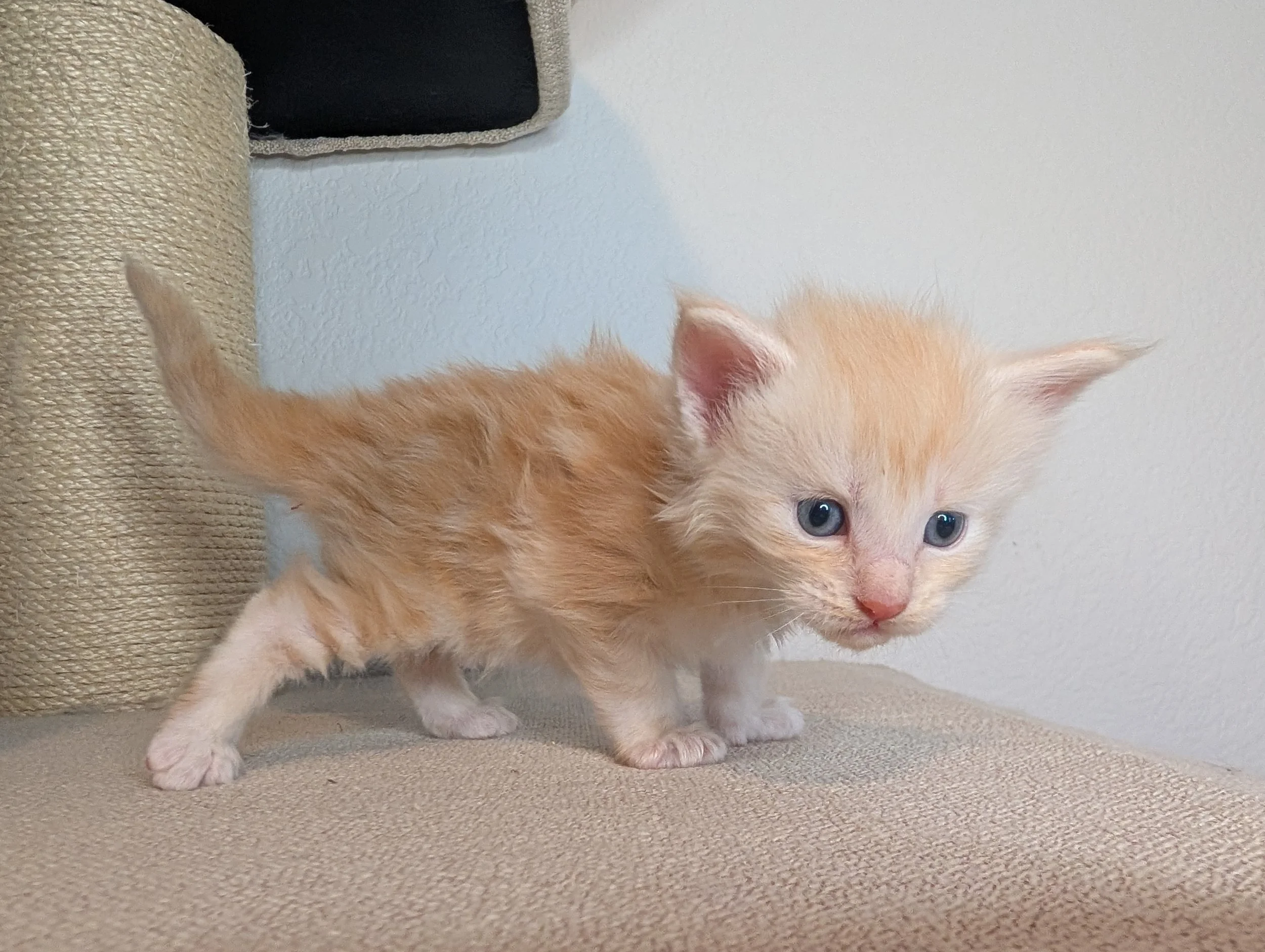 AVAILABLE: Poblano - Red silver tabby boy, poly
