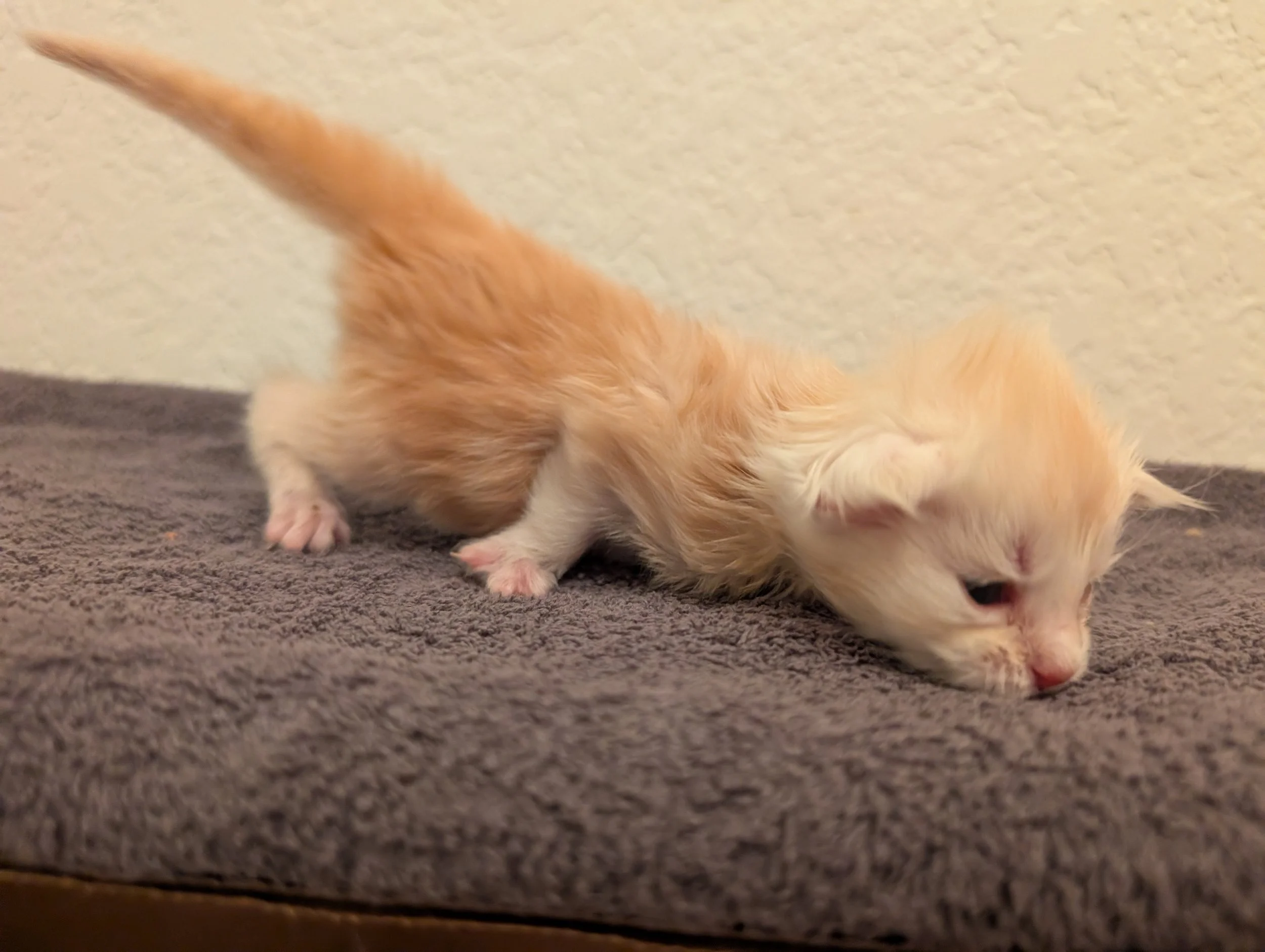 AVAILABLE: Dewalt - Red silver tabby boy, normal paws