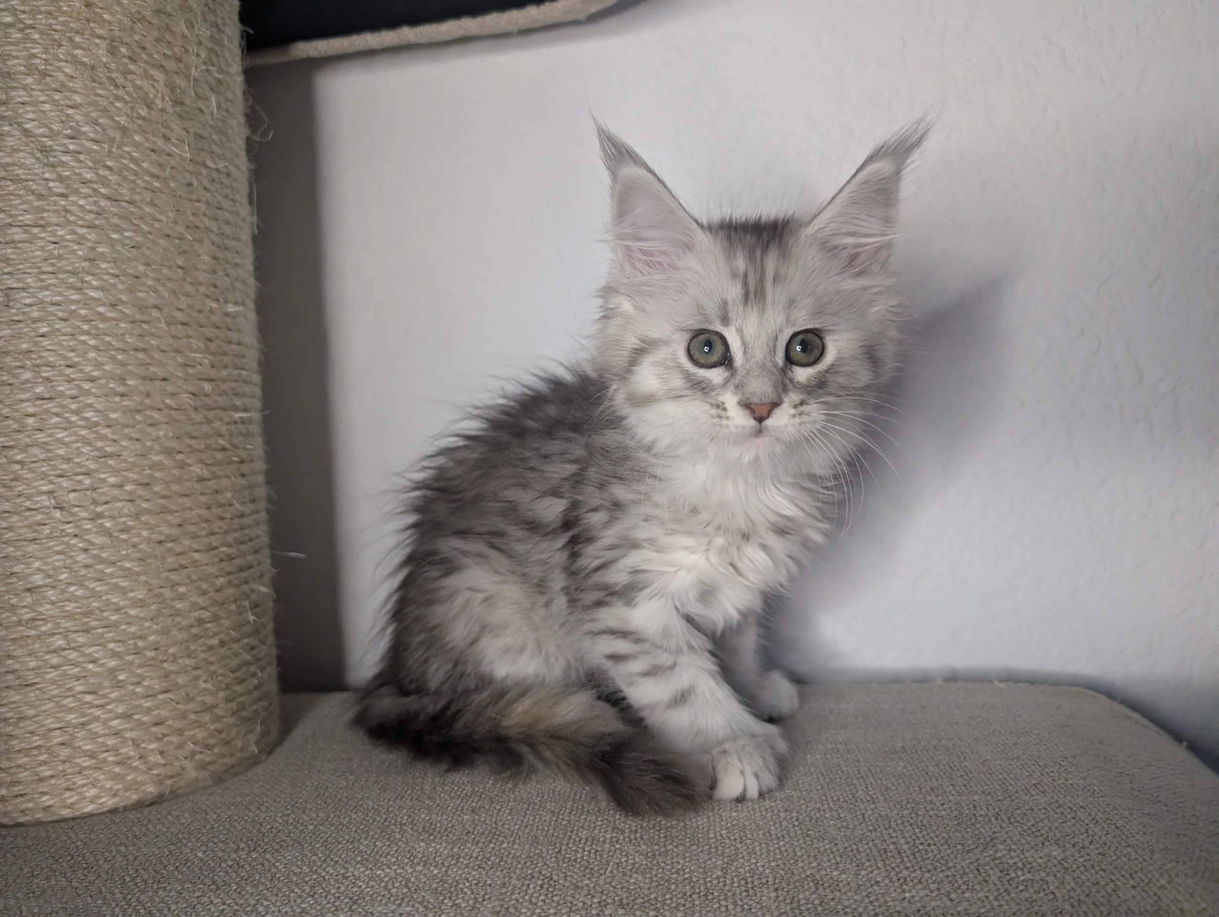 Elote - Black brown silver mackerel tabby girl, poly
