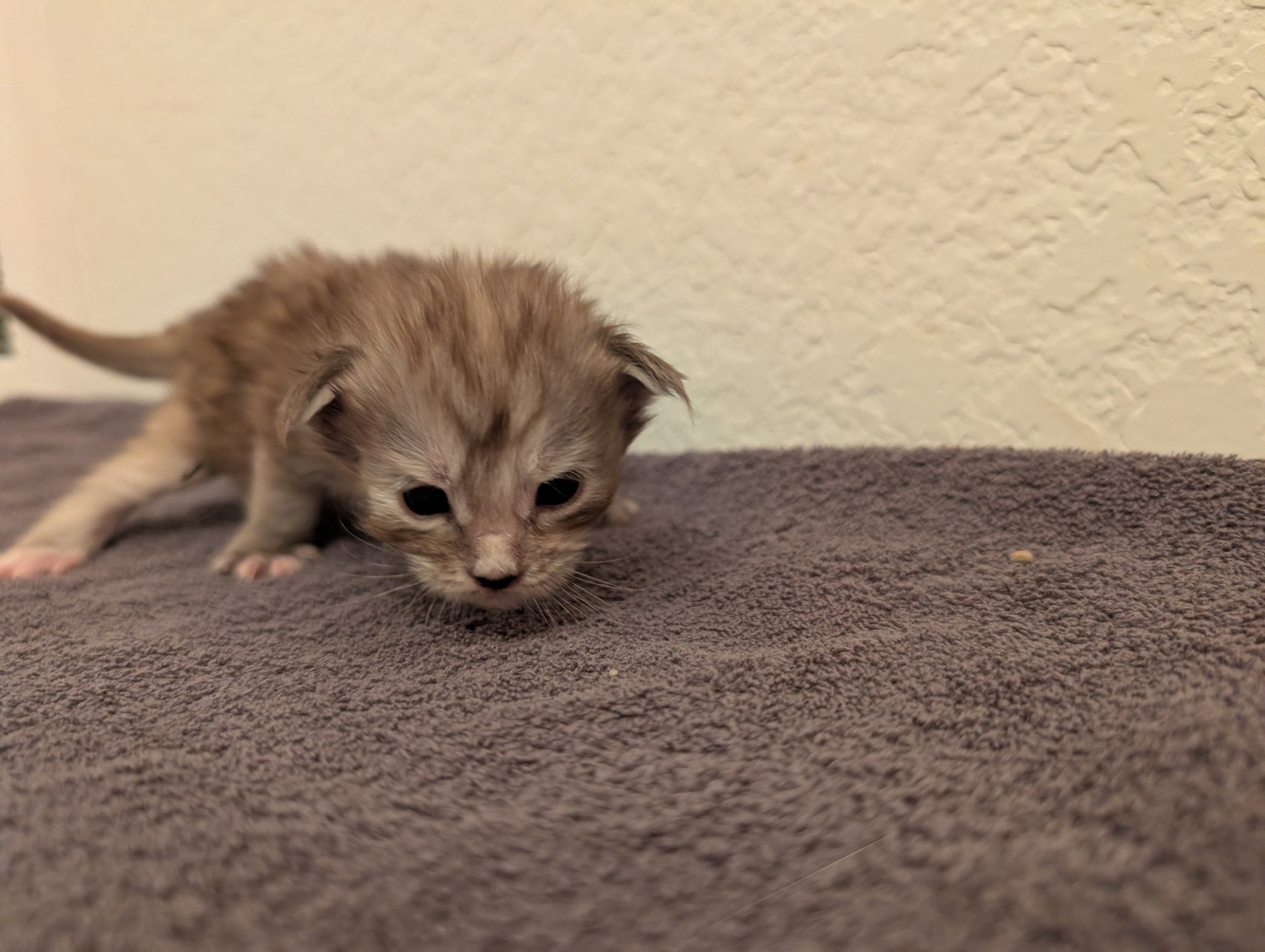 AVAILABLE: Hilti - Brown silver torbie girl, normal paws