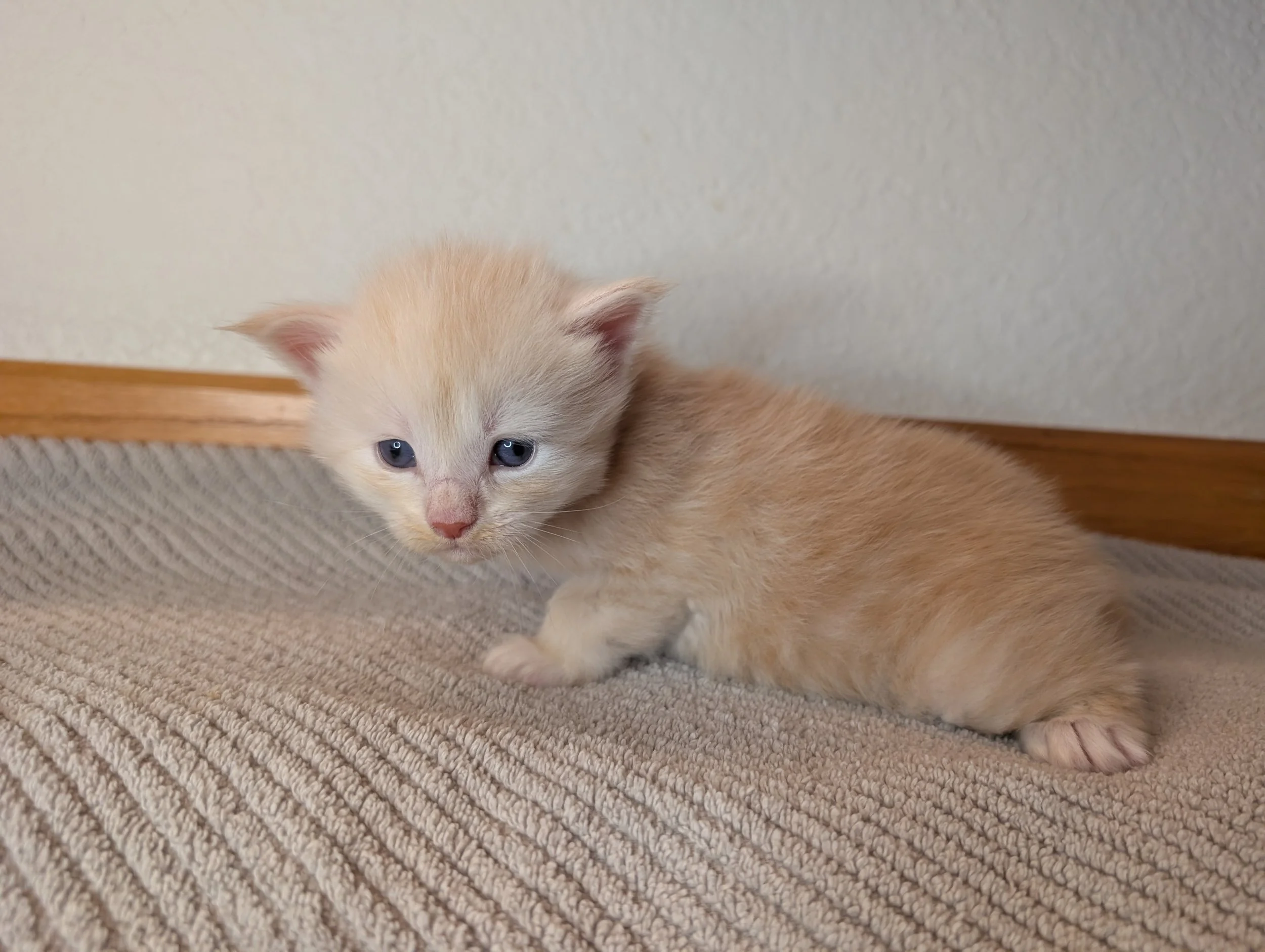 Mutsu - Cream silver tabby boy poly