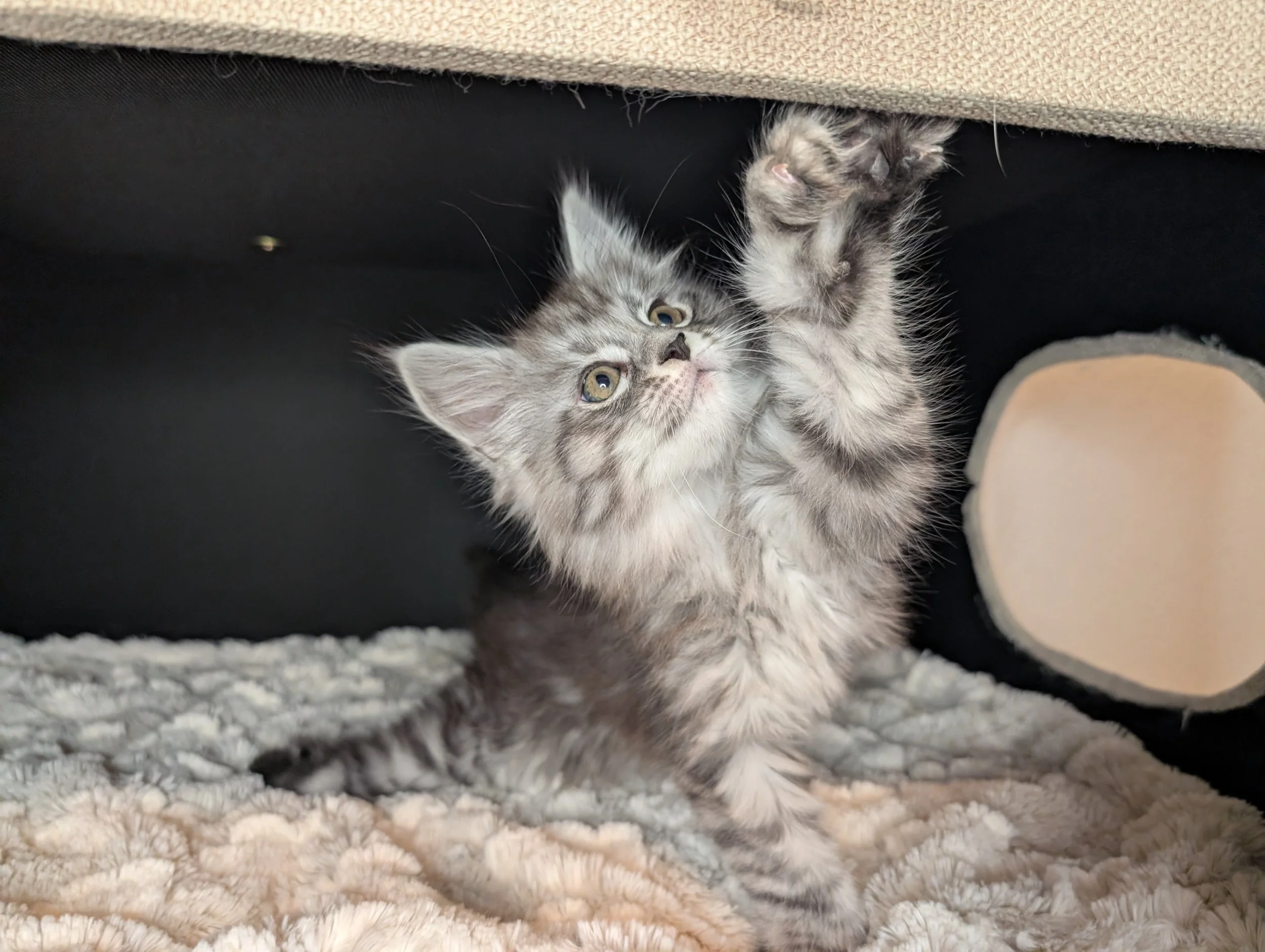 TENTATIVELY RESERVED - Manger - Black silver mackerel tabby polydactyl boy