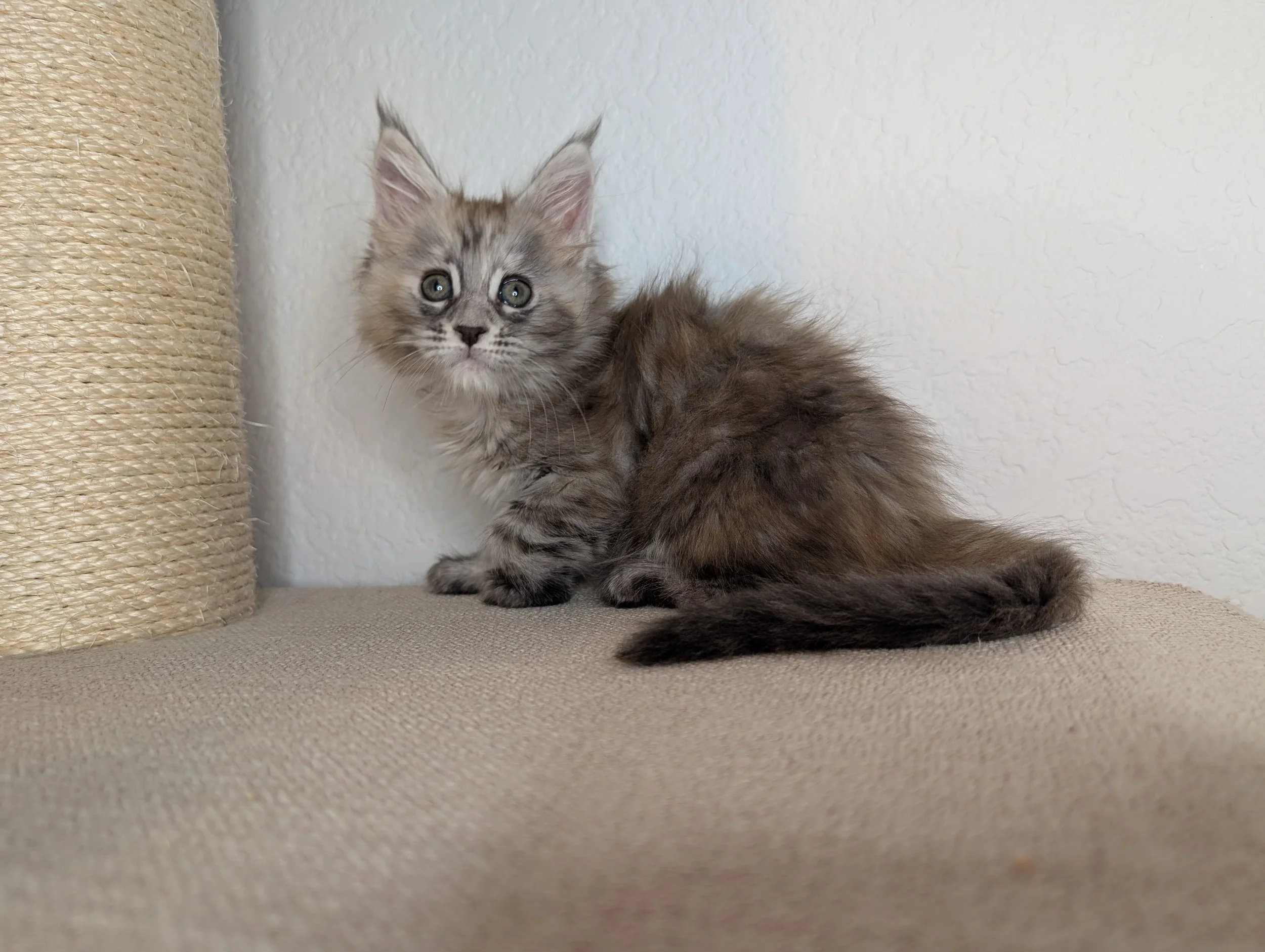 Hilti - Brown silver torbie girl 