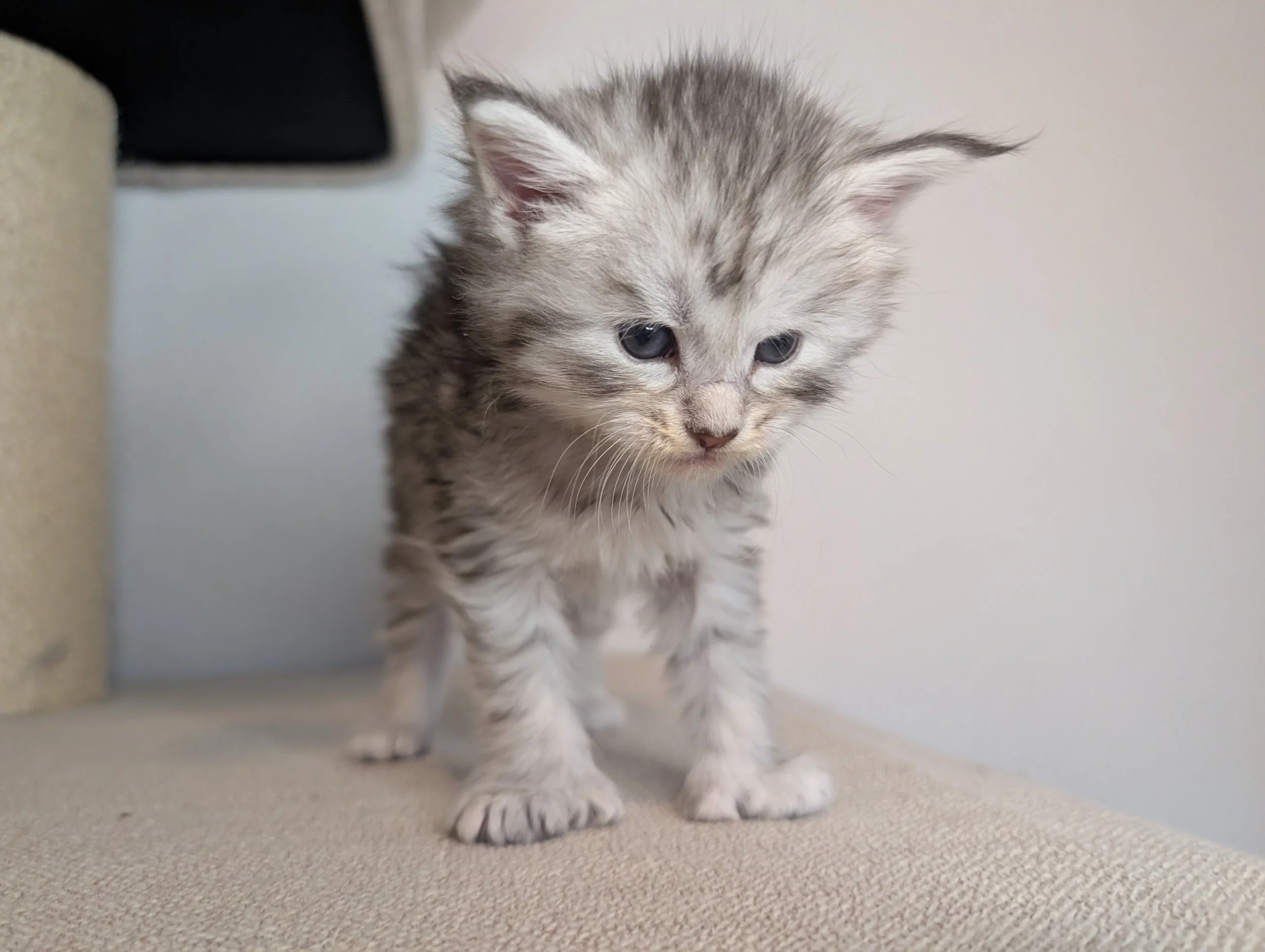 Reserved: Elote - Black brown silver tabby girl, poly