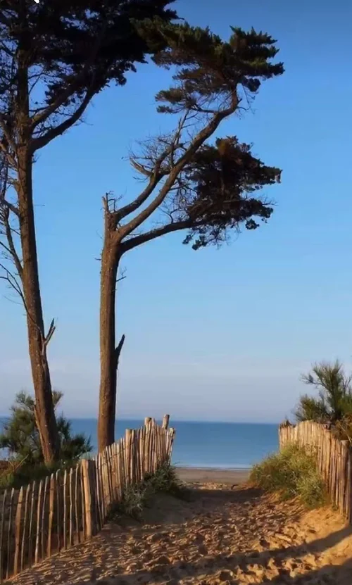 Chemin de sable menant à la plage entre les arbres