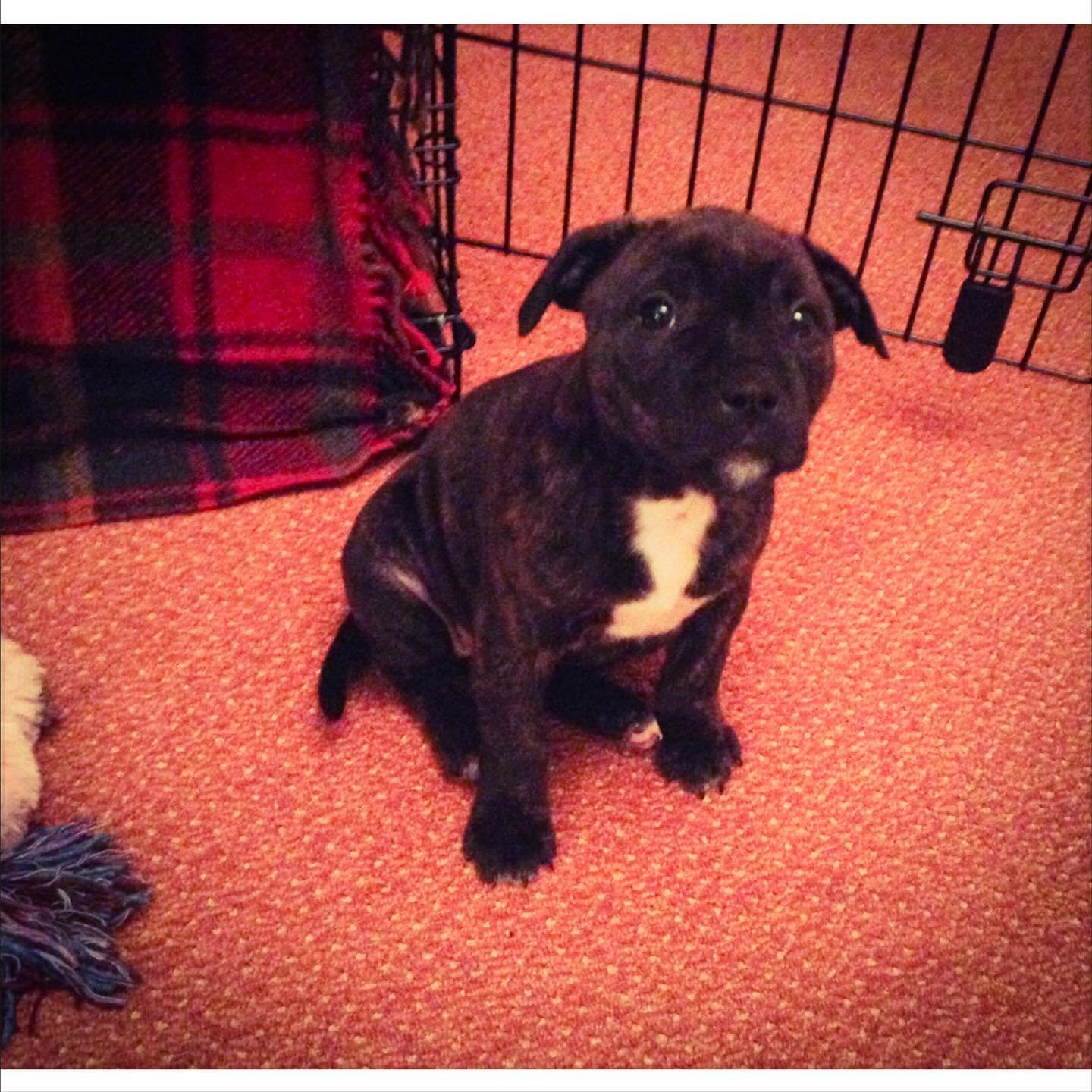 10 years of this little tinker bringing love, laughter, mischief, comedy and beautiful memories. And farts. Lots of farts. Mostly untimely&hellip;

To the best studio dog and walking partner ever, happy birthday Maggie Moo xx

Proof that unconditiona