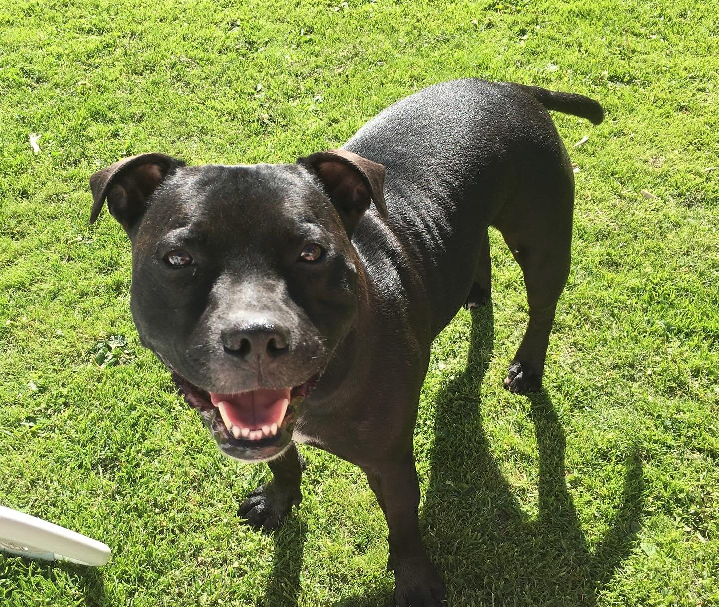 Staffe glis 🤩

Sjekk ut v&aring;r oppdaterte kurs oversikt:

https://norskhundehvisker.no

#rolighund #kurs #hundekurs #dressur #sonetrening #norskhundehvisker #norwegiandogwhisperer #dog #profesjonellhjelp #aggresivhund #spesialkurs #hverdagslydigh