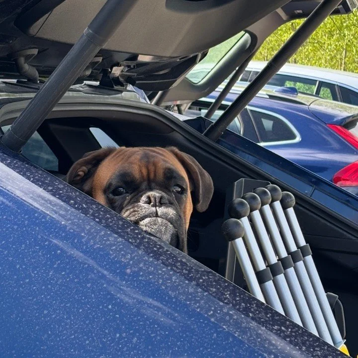 N&aring;r du trodde du skulle p&aring; tur, men endte som sikkerhetsvakt i bagasjerommet. 😂⁠
⁠
#hundeliv #hundehumor #dogsofnorway #hundemoro #livetsmedhund #bokserlove #bokserhund #hundensblikk #hundeierevet