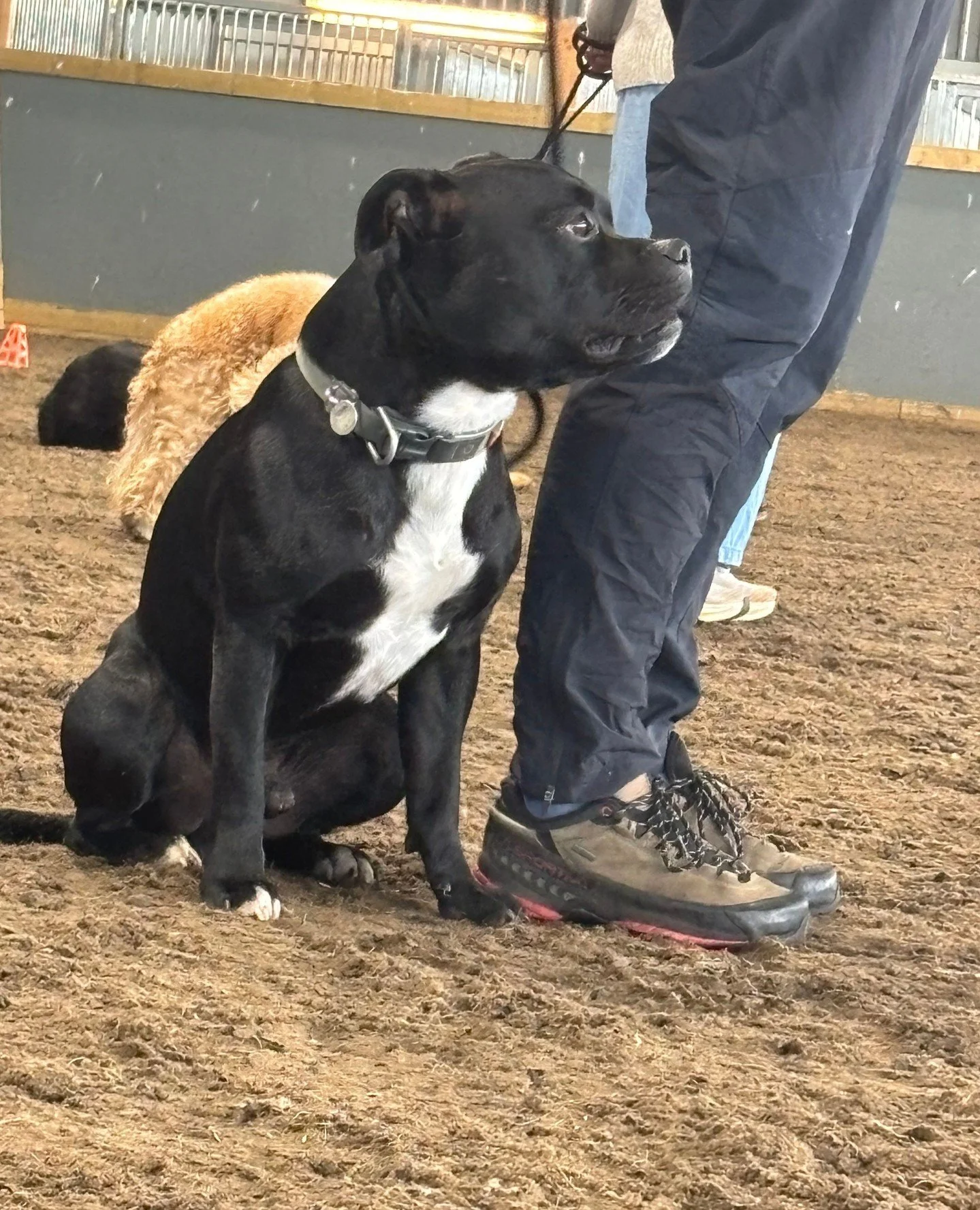 🐾 Staffordshire Bull Terrier &ndash; kj&aelig;rlighet med muskler og hjerte! 💪❤️⁠
⁠
Vi f&aring;r stadig flere Staffies p&aring; kurs &ndash; og vi elsker det! 🐶 Denne fantastiske rasen blir ikke uten grunn kalt &quot;nanny dogs&quot;. De er lojale