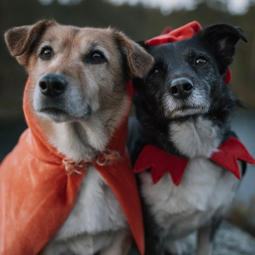 🎃 I dag er det Halloween! 👻⁠
Et av &aring;rets h&oslash;ydepunkter for mange barn (og voksne) som skal kle seg ut, pynte hus og hjem &ndash; og kanskje g&aring; &quot;trick or treat&quot;! 🍬🕸️⁠
⁠
Men husk ❤️⁠
For hunden kan denne dagen v&aelig;re