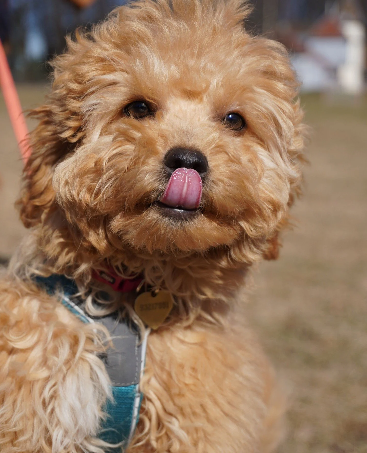 God s&oslash;ndag! ☀️🐾⁠
H&aring;per dagen byr p&aring; ro, kos og kanskje en ekstra godbit eller to 🐶💛⁠
⁠
www.hundehvisker.no⁠
⁠
#norskhundehvisker #hundehvisker #hundetrening #trygghund #f&aring;rolig&shy;hund #lederskap #hundepsykologi #hundogme