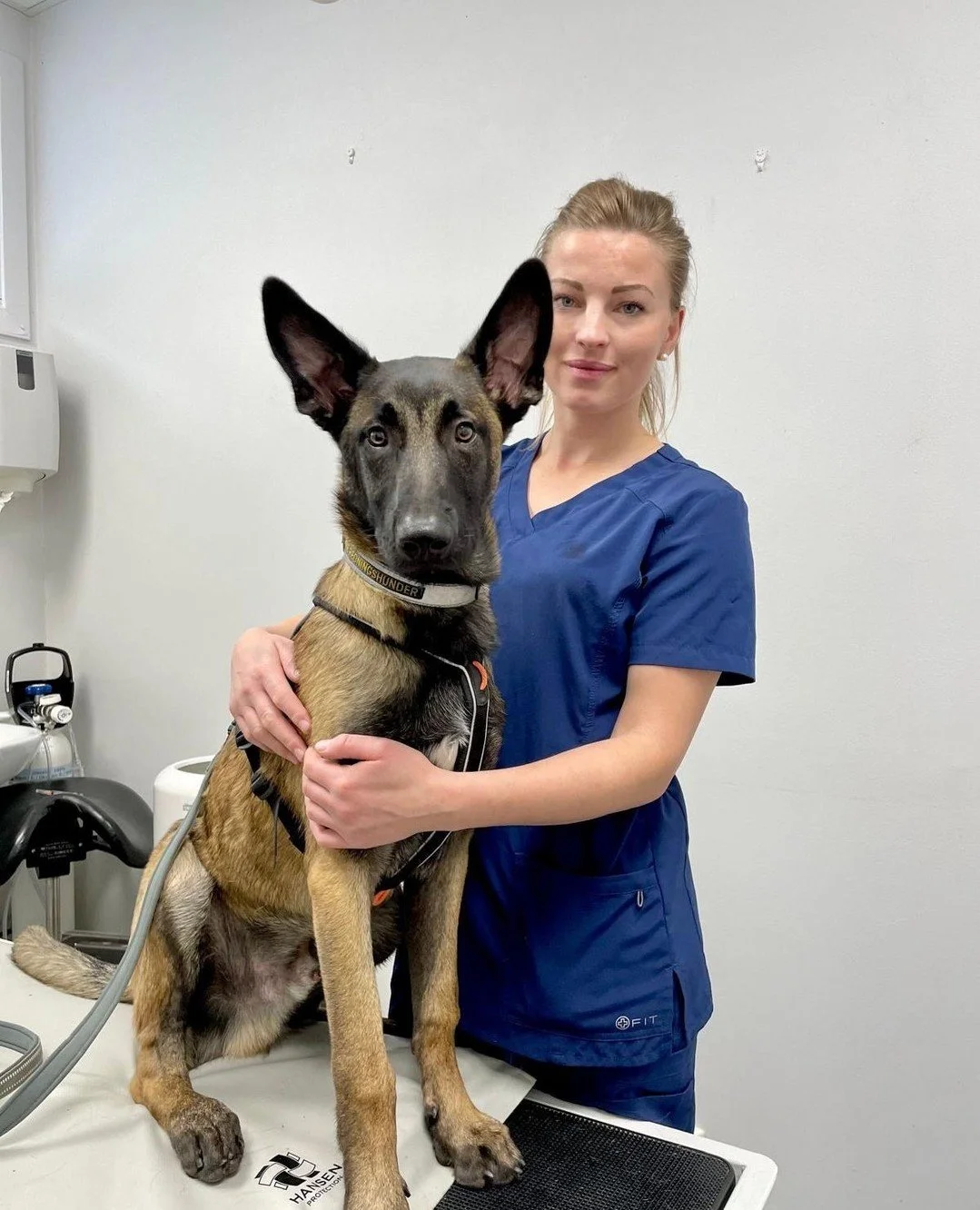 🐾 Visste du dette? 🐶⁠
⁠
I v&aring;r online valpeguide f&aring;r du over 100 videoer med r&aring;d fra oss i Norsk Hundehvisker &ndash; og v&aring;r dyktige veterin&aelig;r! 🎥💛⁠
⁠
Fra veterin&aelig;ren f&aring;r du blant annet nyttig informasjon o