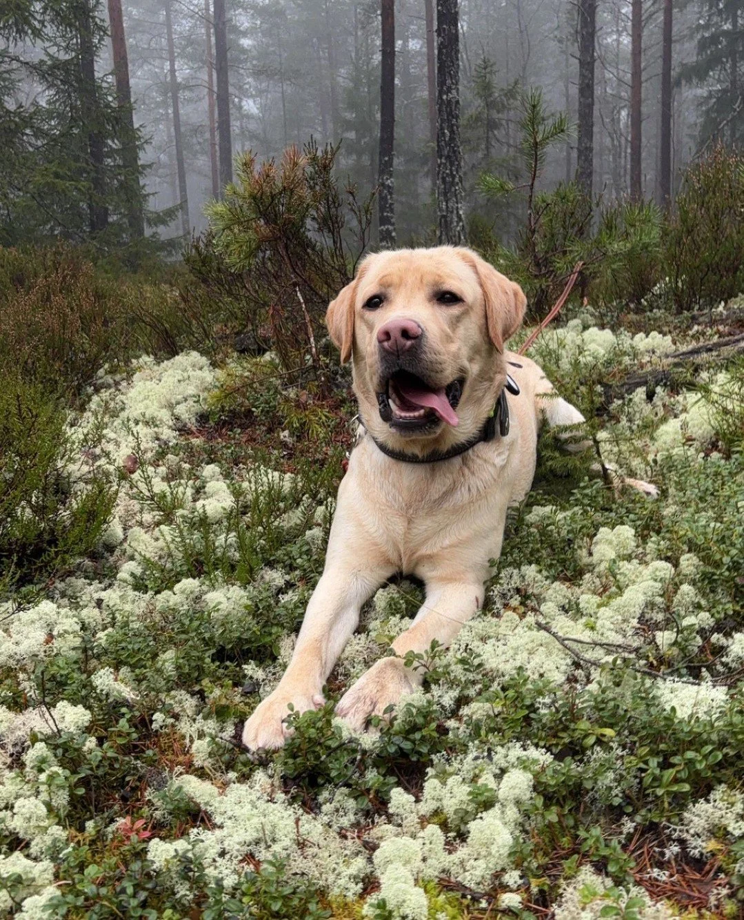 🍂 H&oslash;sten er fin &ndash; og turene i skogen er magiske! 🐾⁠
Men husk at naturen er full av inntrykk for hunden din. Nye lukter, dyr og mennesker kan gj&oslash;re selv den roligste hunden litt ekstra v&aring;ken.⁠
⁠
👉 Pass p&aring; at du har k